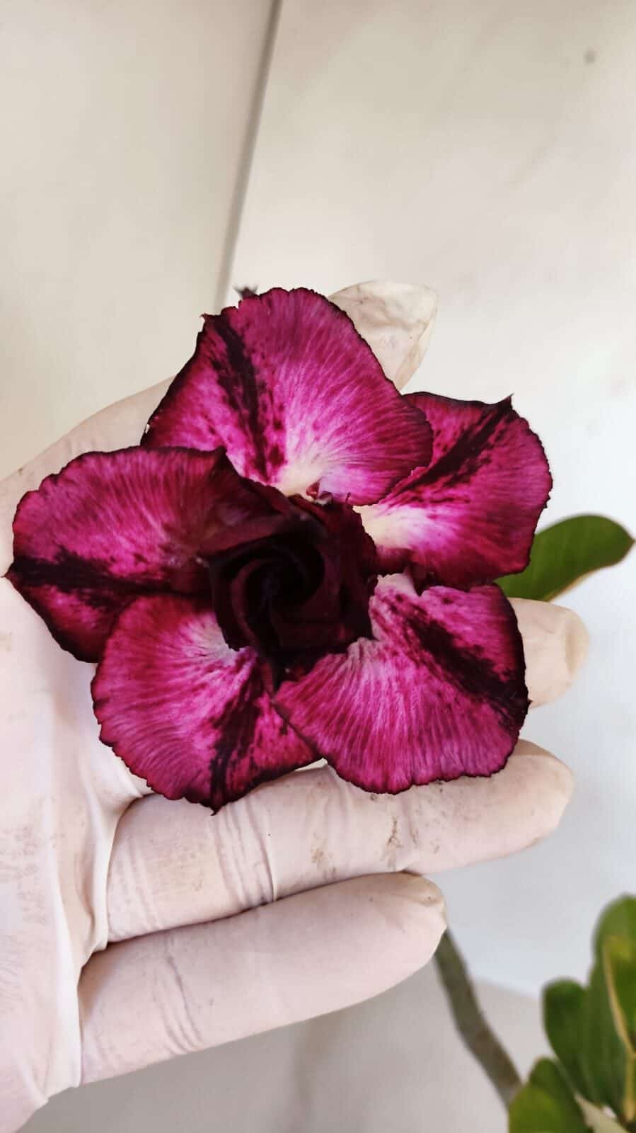 Planta Dobrada 3342 – 35cm – 03 anos
