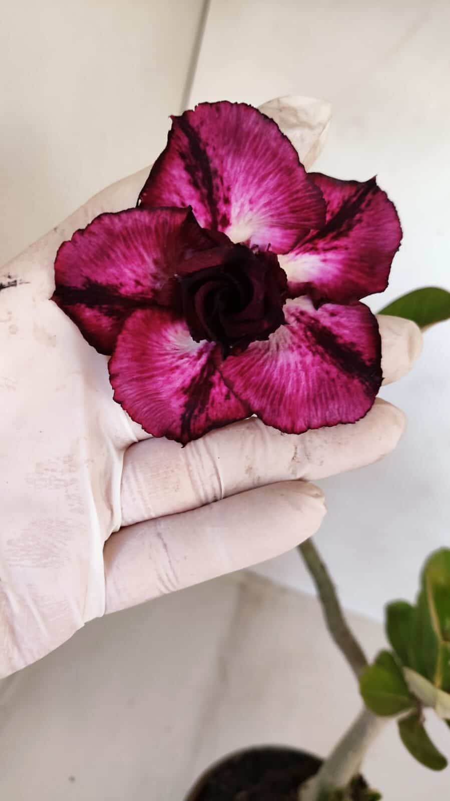 Planta Dobrada 3342 – 35cm – 03 anos