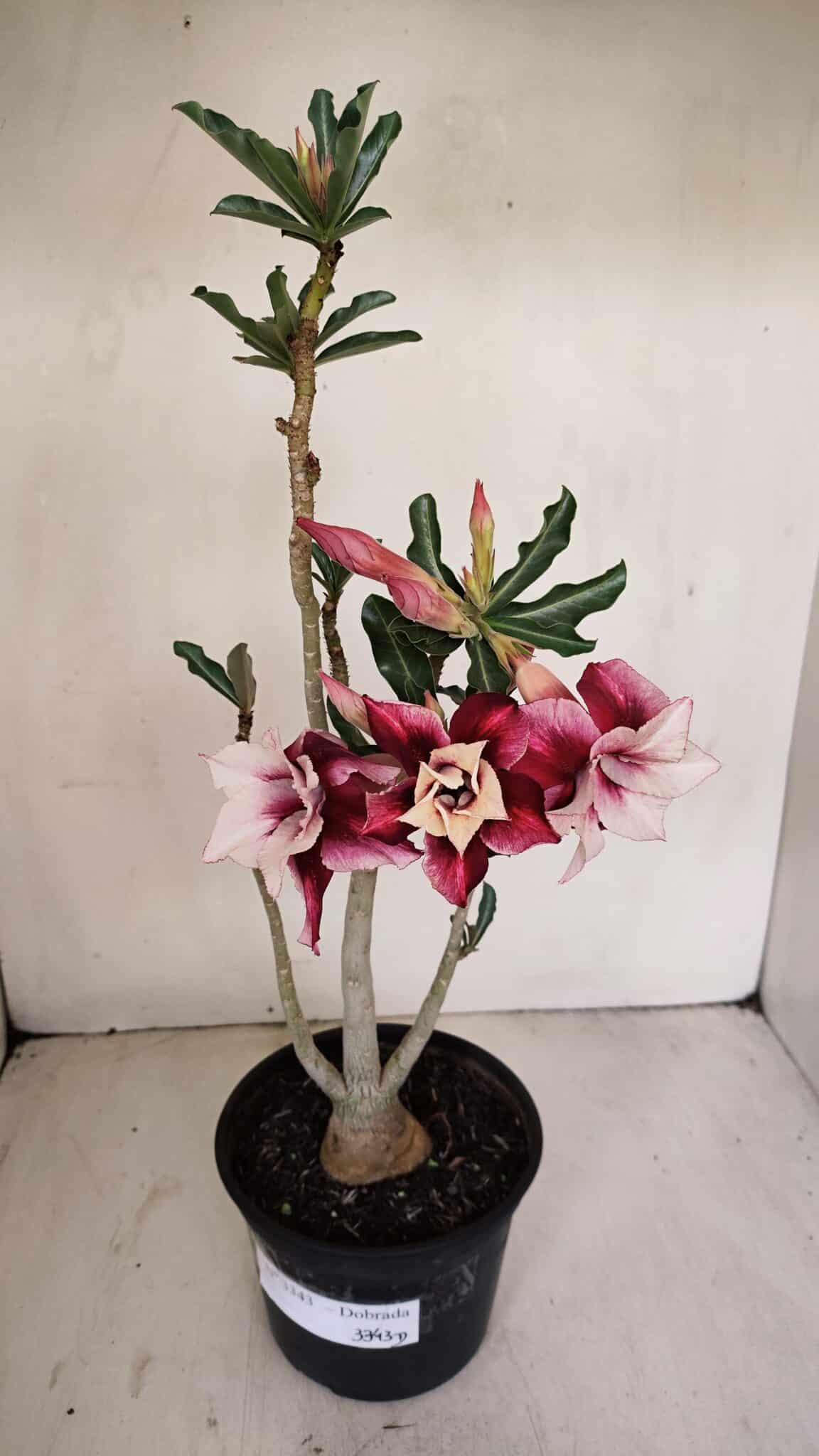 Planta Dobrada 3343 – 35cm – 03 anos - foto 2