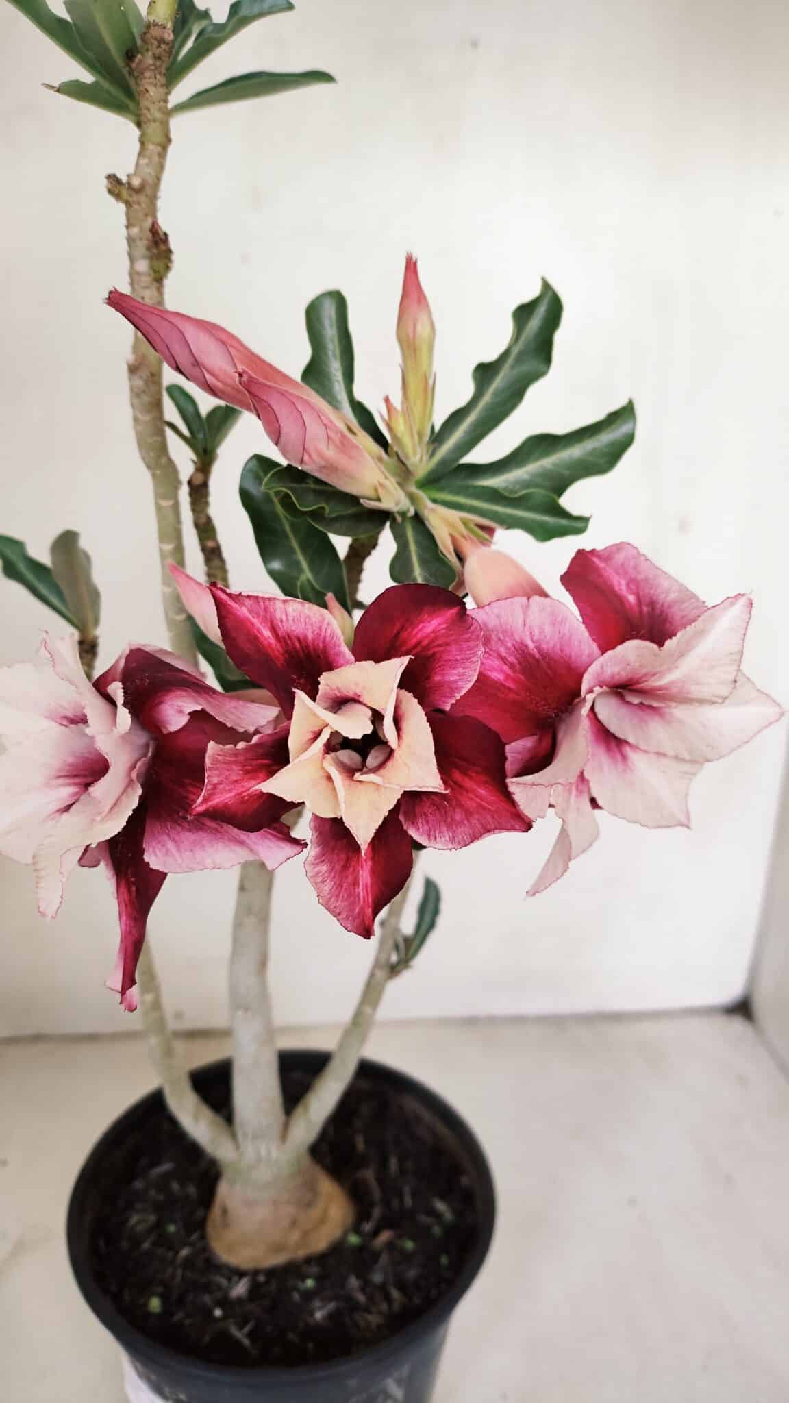 Planta Dobrada 3343 – 35cm – 03 anos - foto 3