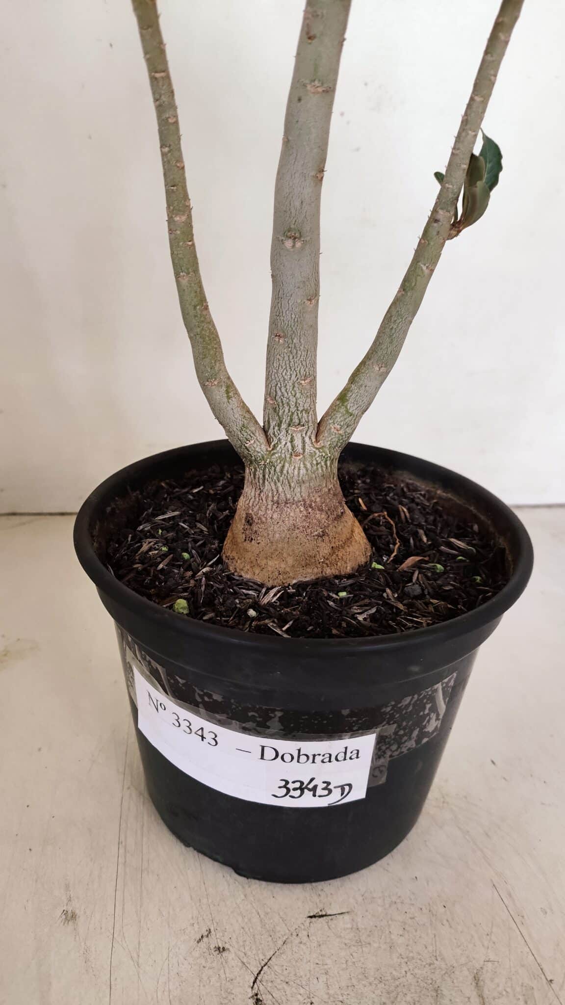 Planta Dobrada 3343 – 35cm – 03 anos - foto 8