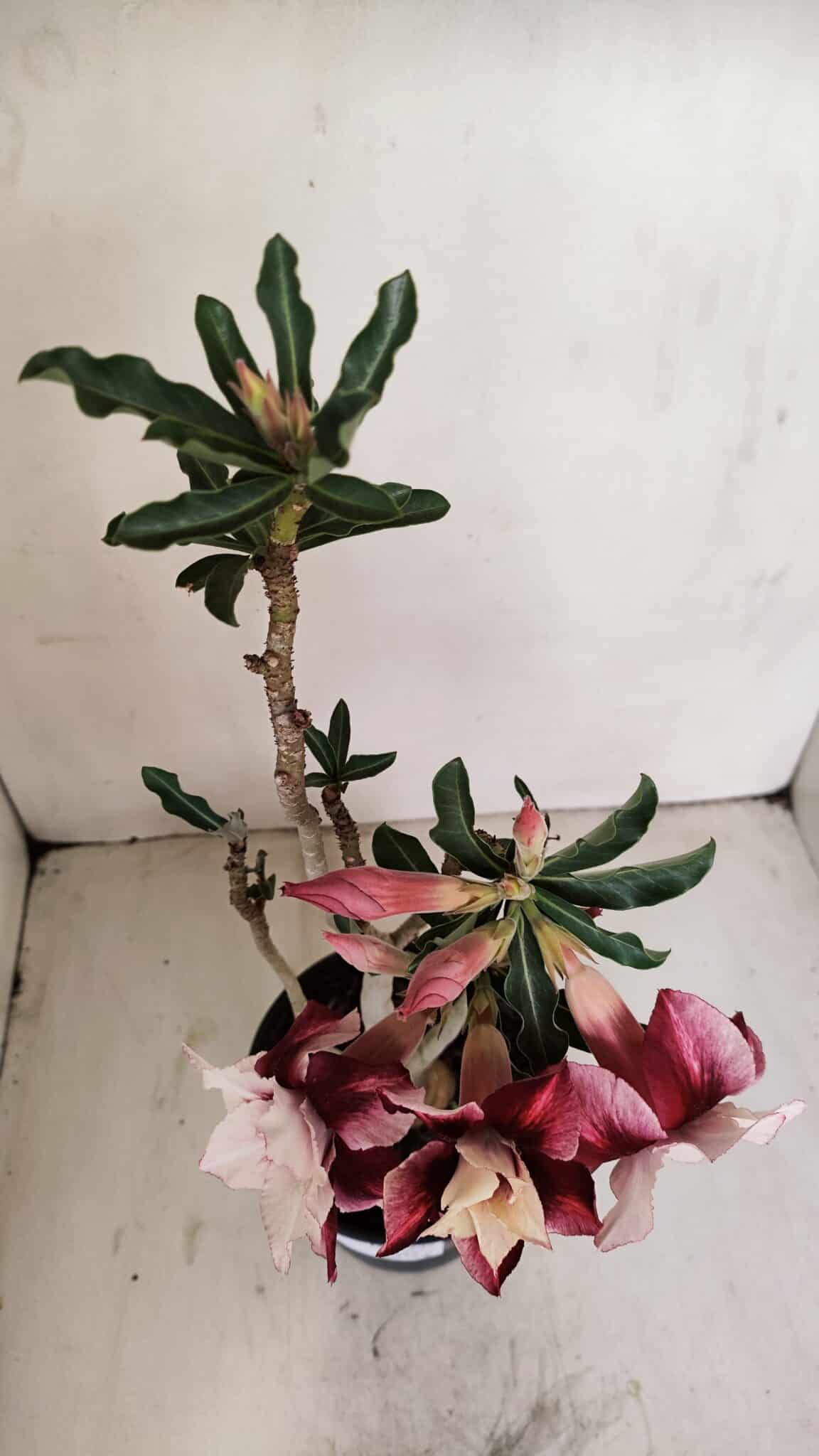 Planta Dobrada 3343 – 35cm – 03 anos - foto 5