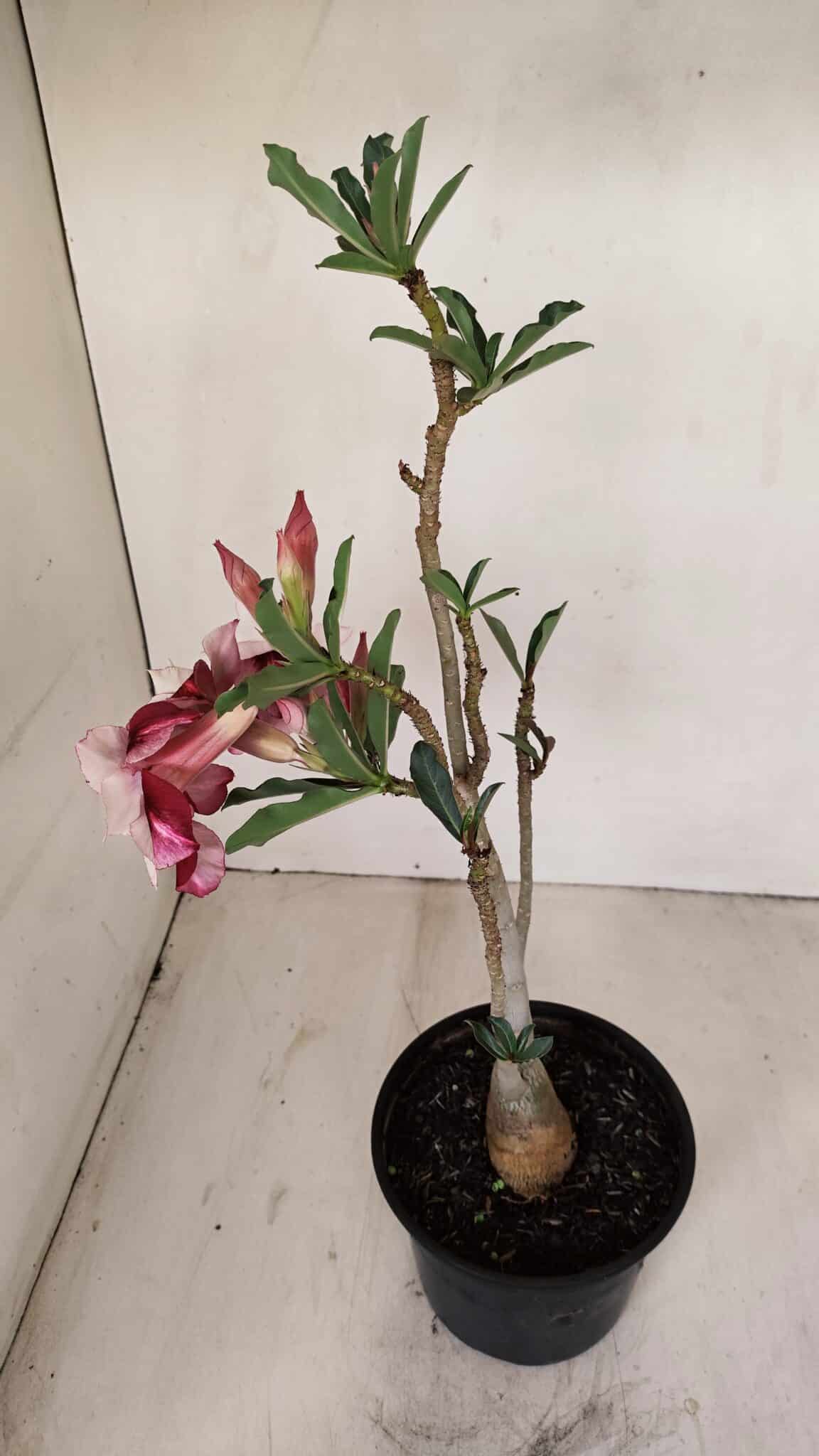 Planta Dobrada 3343 – 35cm – 03 anos - foto 7