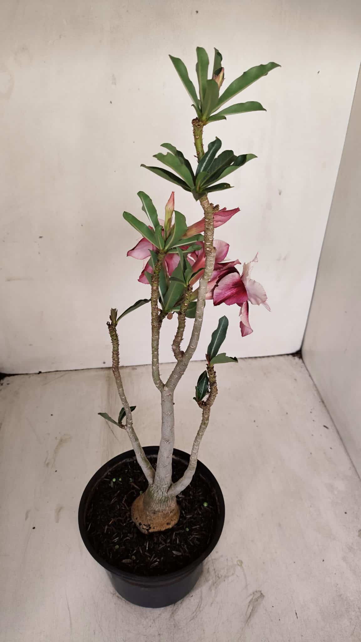 Planta Dobrada 3343 – 35cm – 03 anos - foto 6