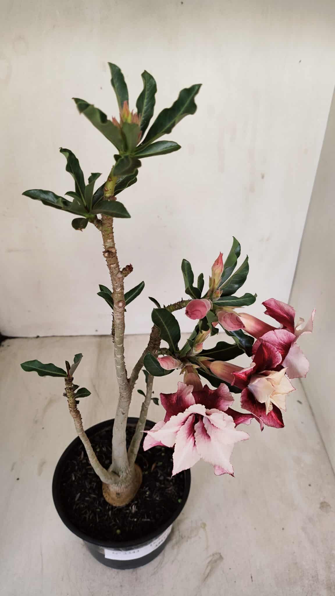 Planta Dobrada 3343 – 35cm – 03 anos - foto 4