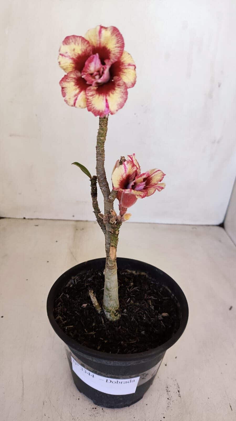 Planta Dobrada 3344 – 30cm – 02 anos