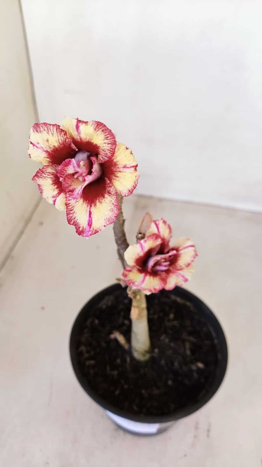 Planta Dobrada 3344 – 30cm – 02 anos
