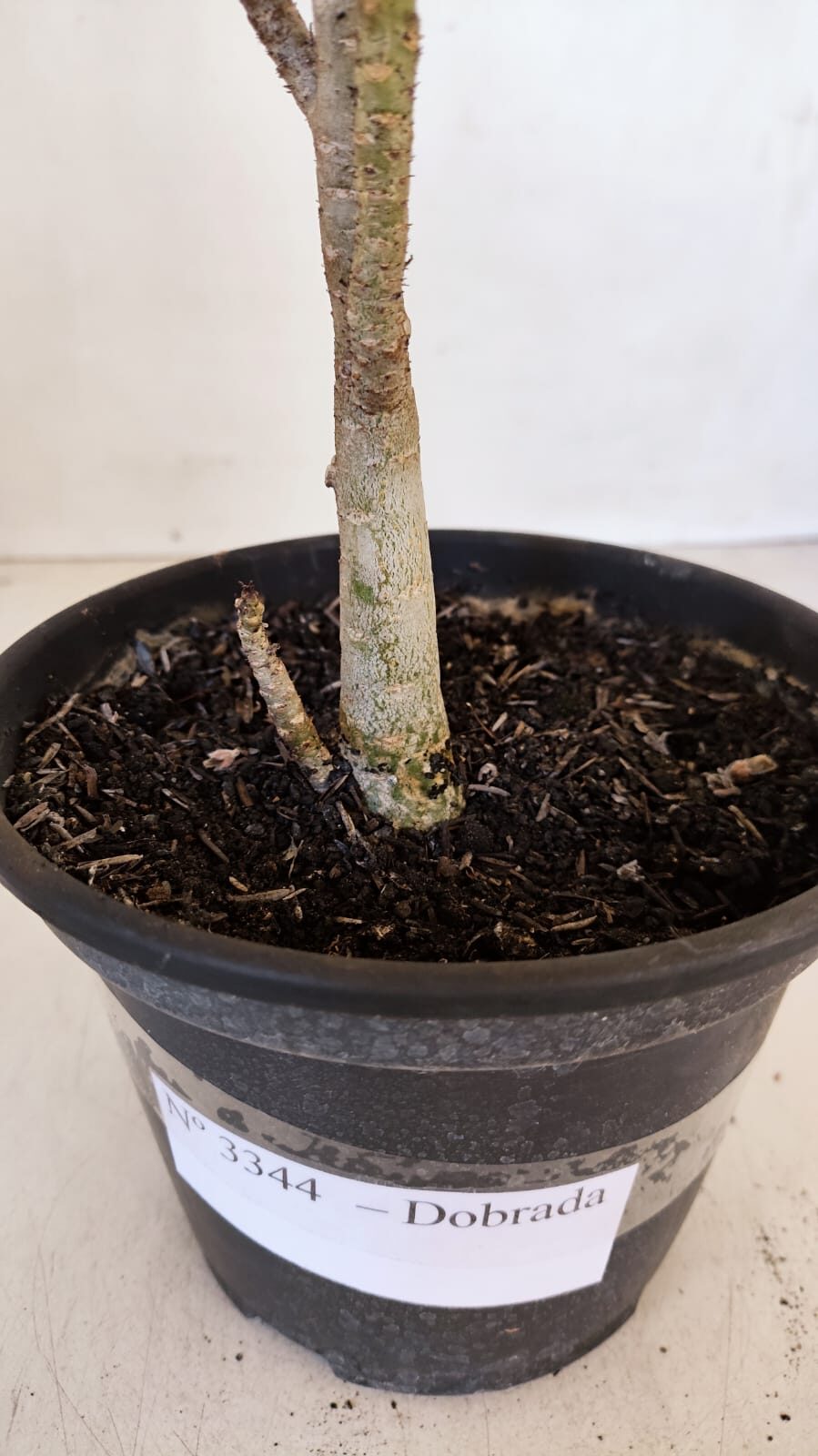 Planta Dobrada 3344 – 30cm – 02 anos