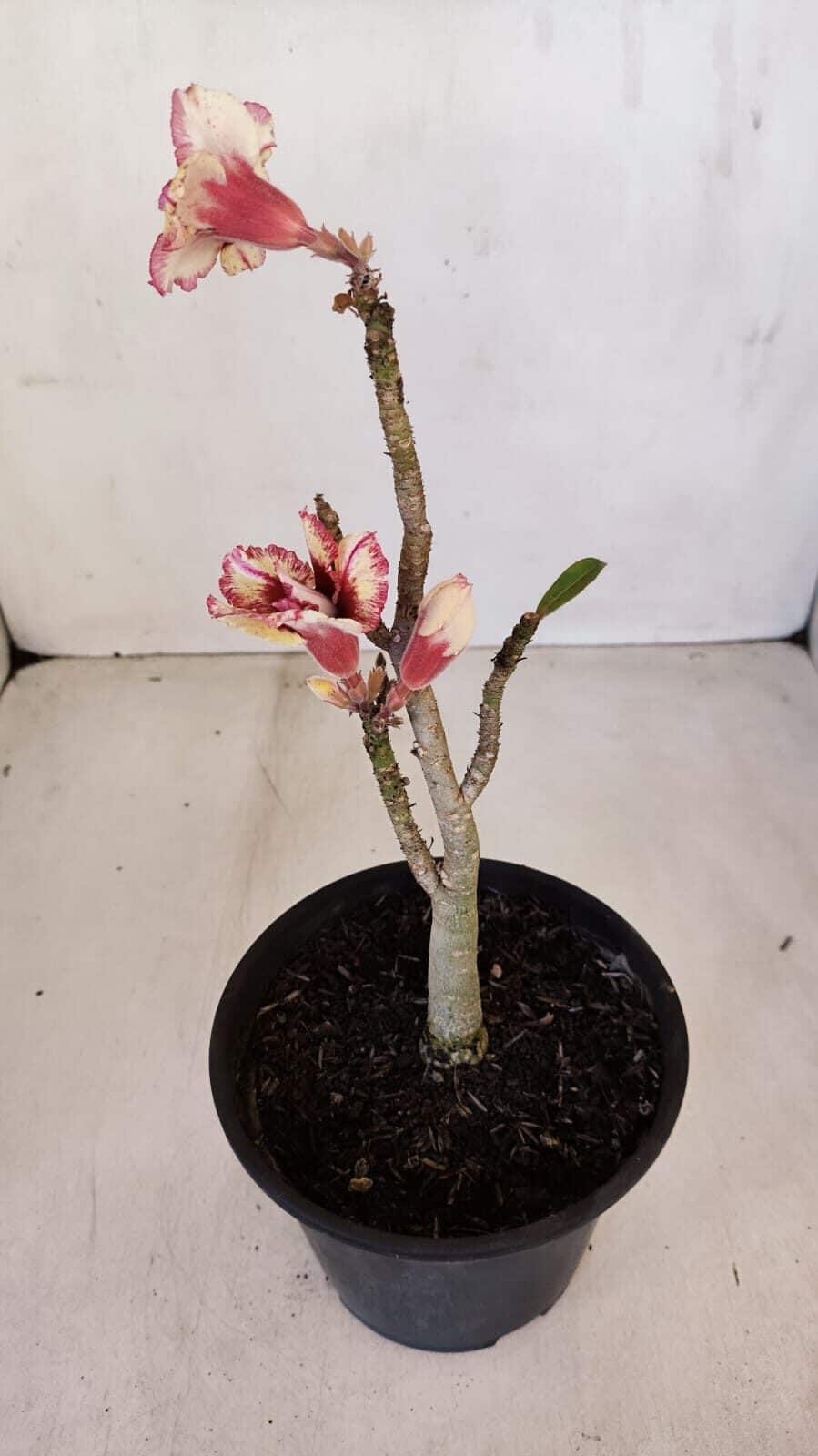 Planta Dobrada 3344 – 30cm – 02 anos