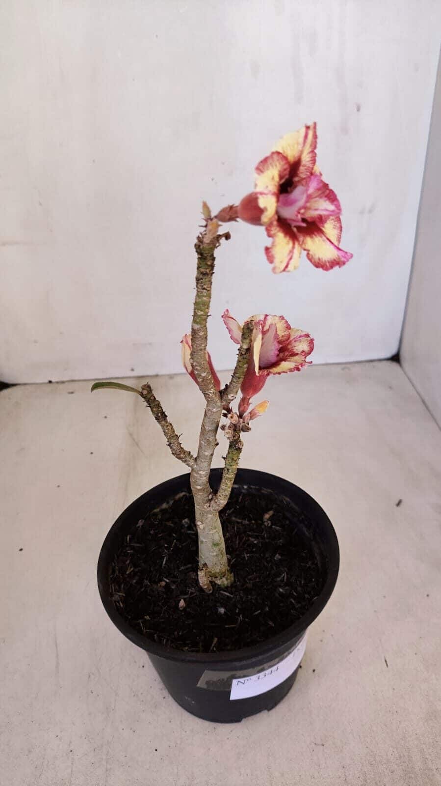 Planta Dobrada 3344 – 30cm – 02 anos