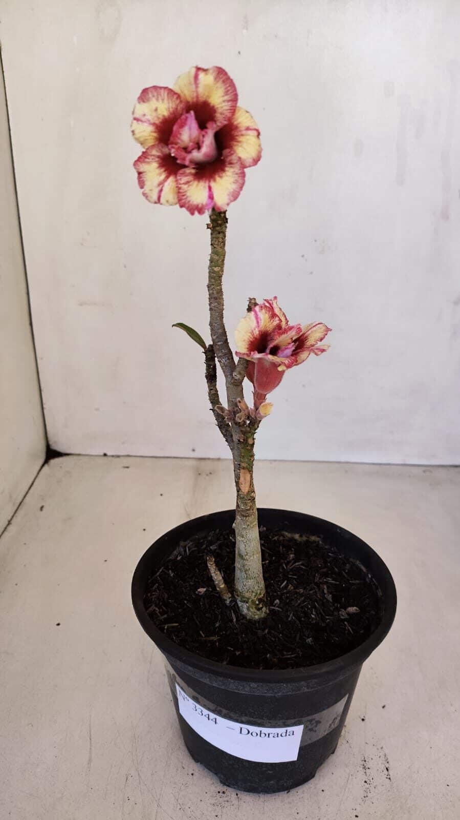 Planta Dobrada 3344 – 30cm – 02 anos