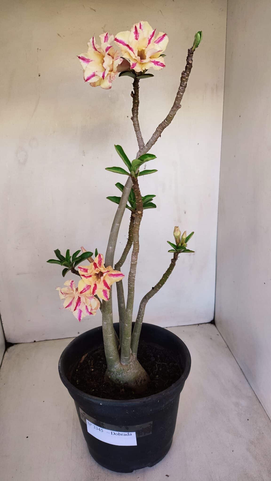 Planta Dobrada 3345 – 50cm – 4 anos