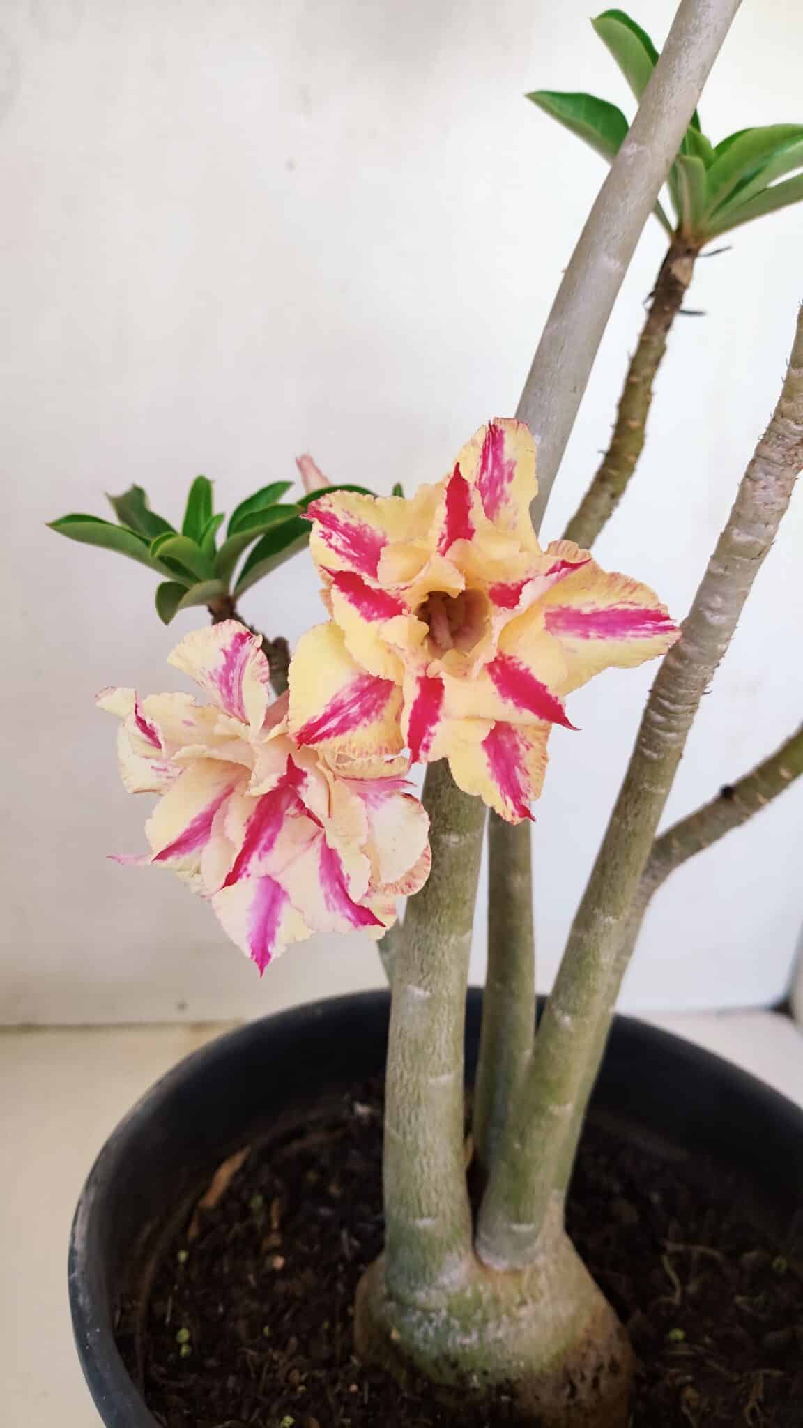 Planta Dobrada 3345 – 50cm – 4 anos