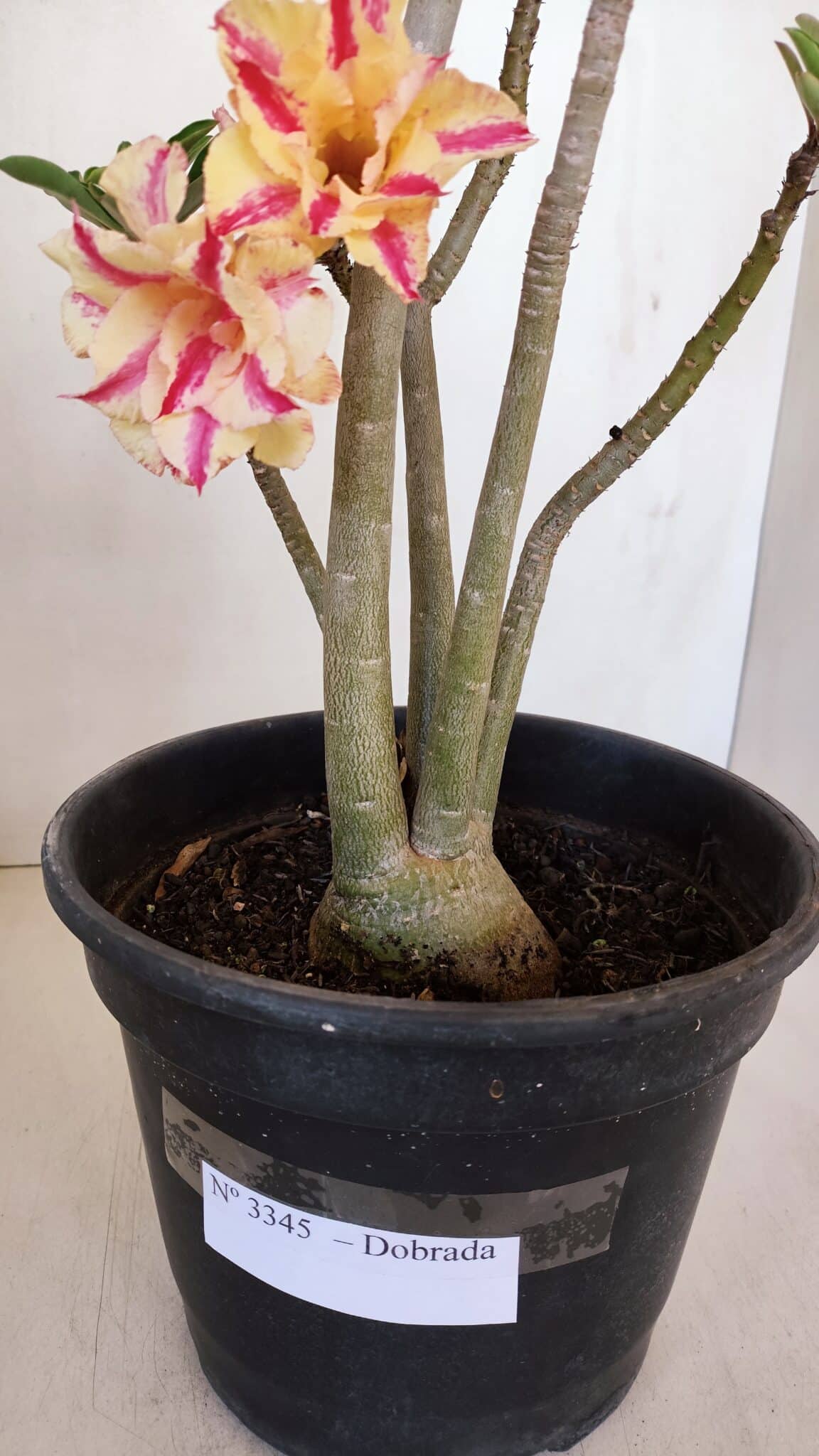 Planta Dobrada 3345 – 50cm – 4 anos