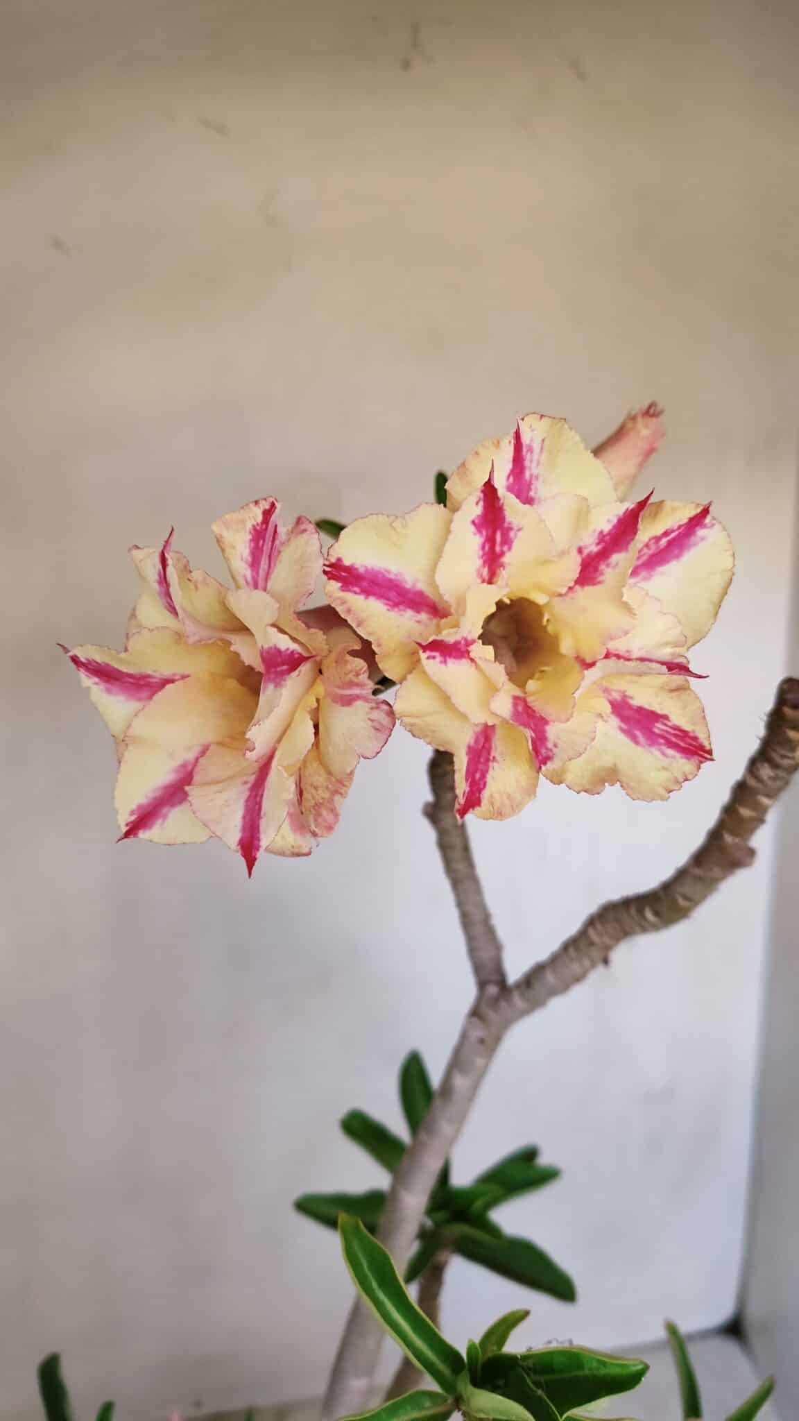 Planta Dobrada 3345 – 50cm – 4 anos