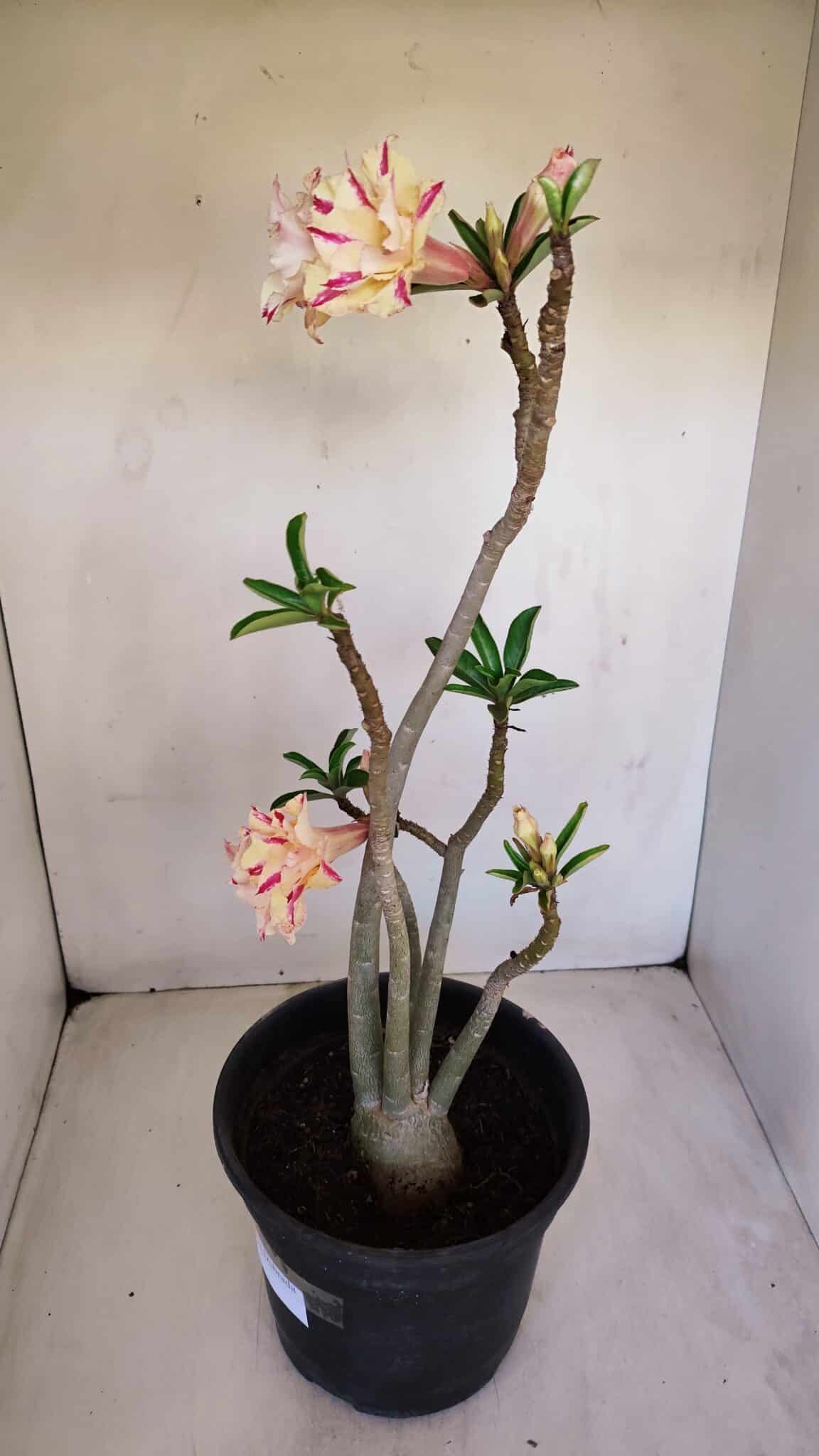 Planta Dobrada 3345 – 50cm – 4 anos