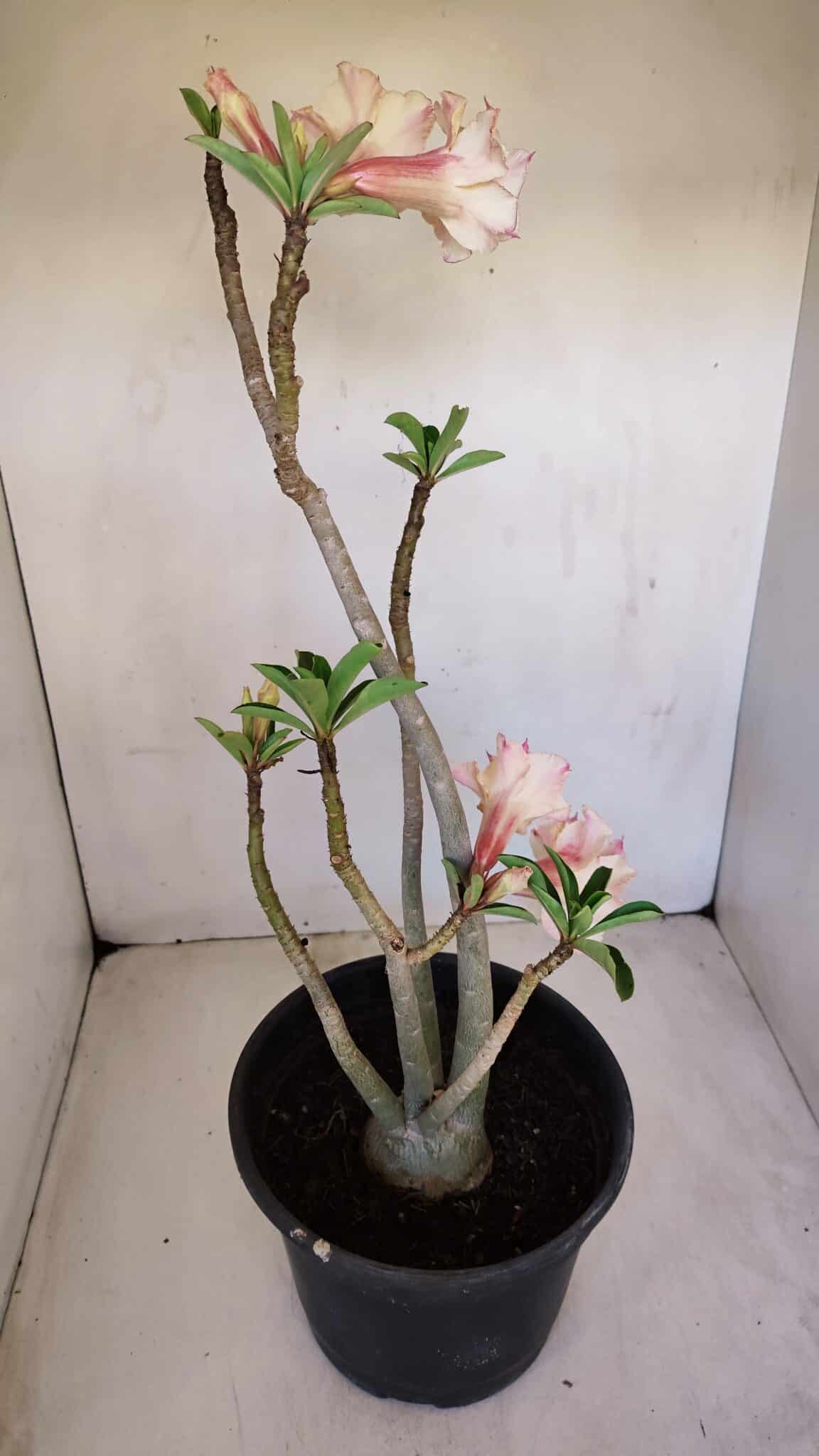Planta Dobrada 3345 – 50cm – 4 anos