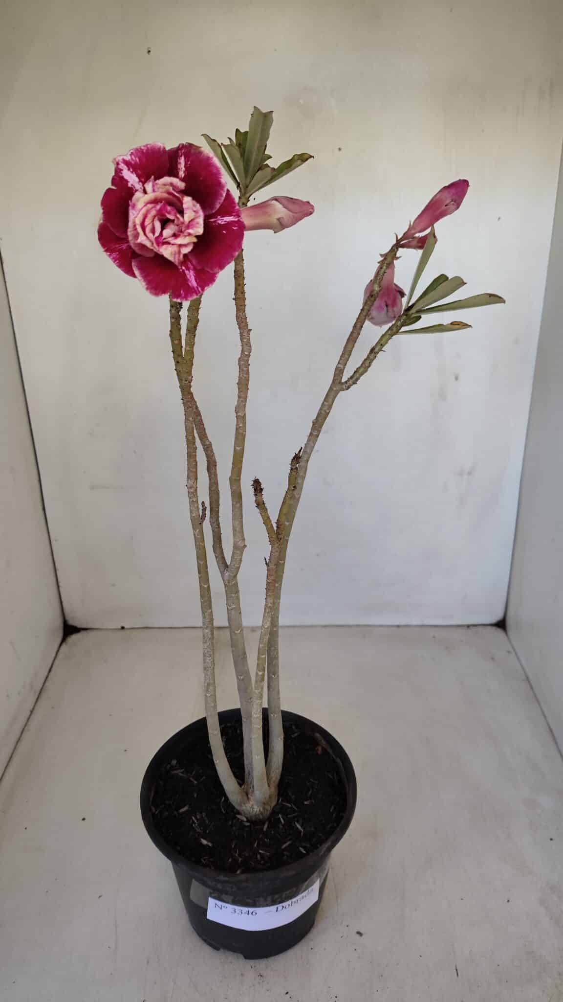 Planta Dobrada 3346 – 35cm – 3 anos