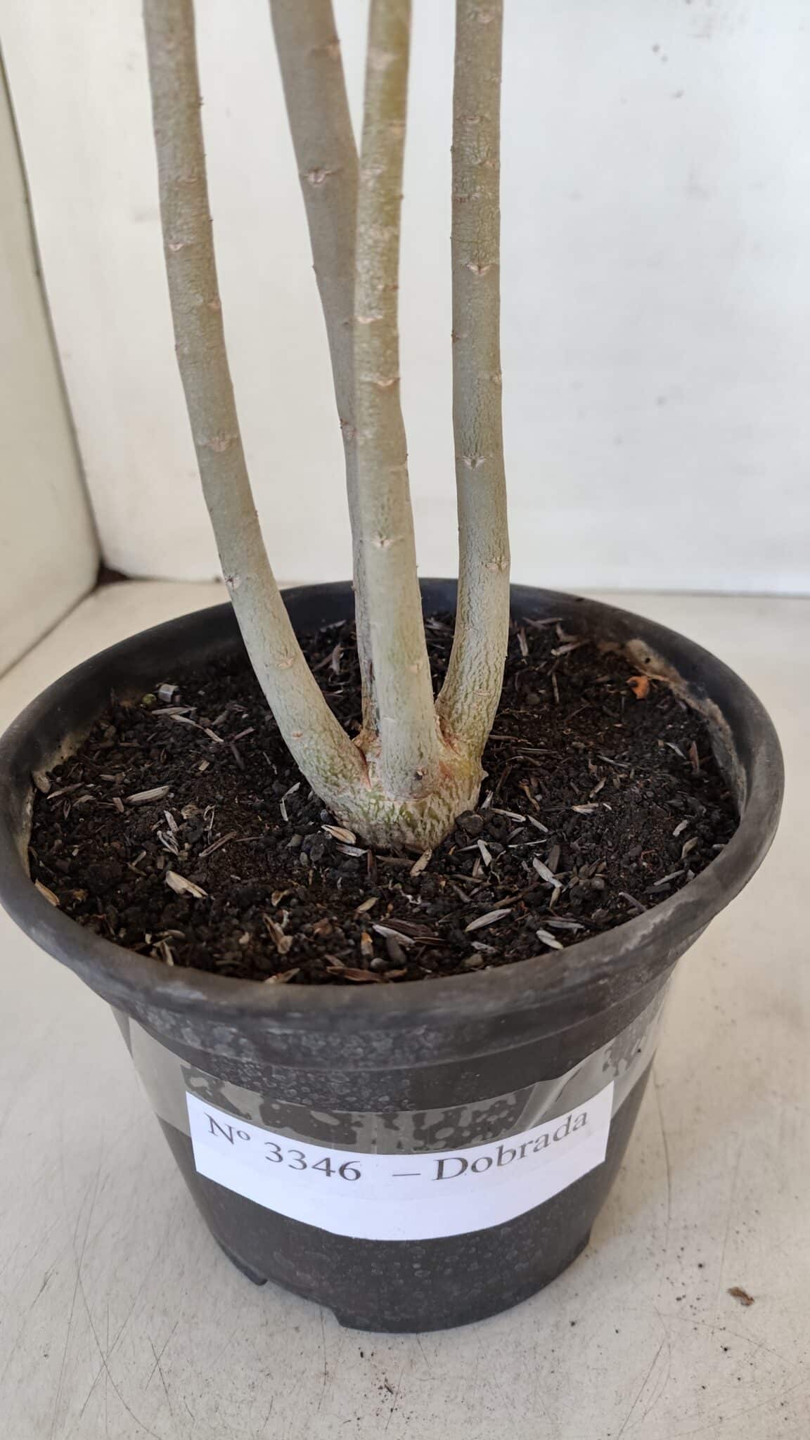 Planta Dobrada 3346 – 35cm – 3 anos