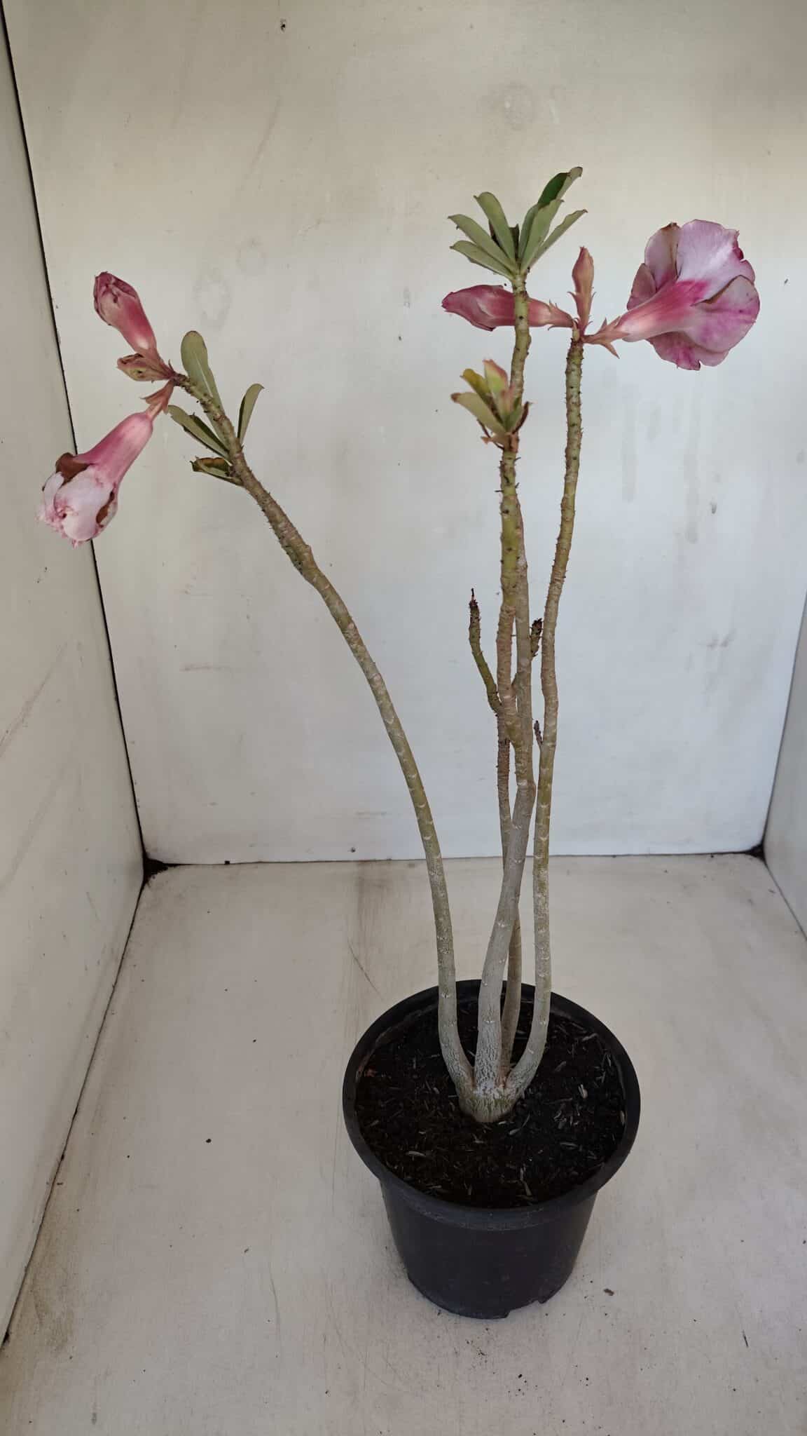 Planta Dobrada 3346 – 35cm – 3 anos