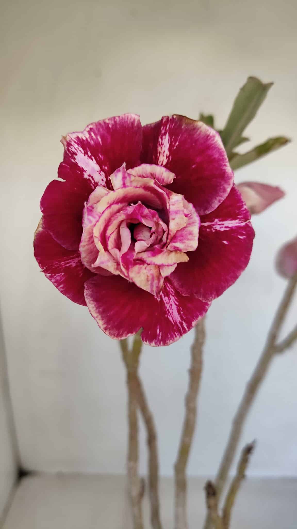 Planta Dobrada 3346 – 35cm – 3 anos