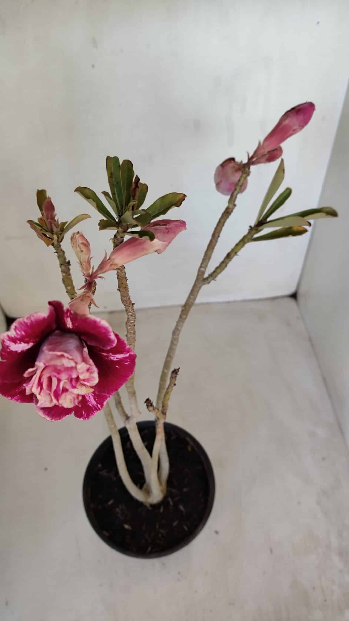 Planta Dobrada 3346 – 35cm – 3 anos