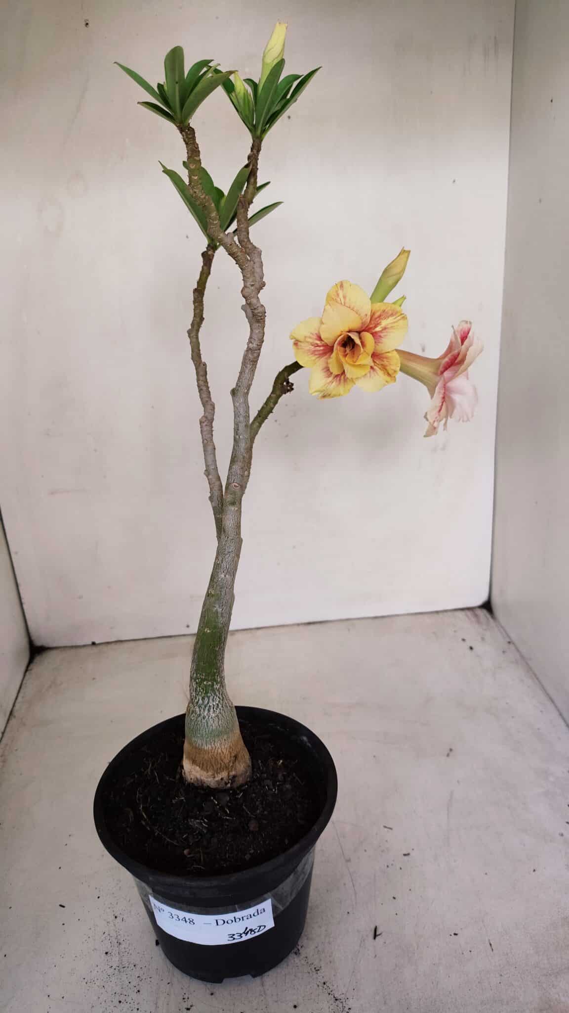 Planta Dobrada 3348 – 35cm – 3 anos - foto 2