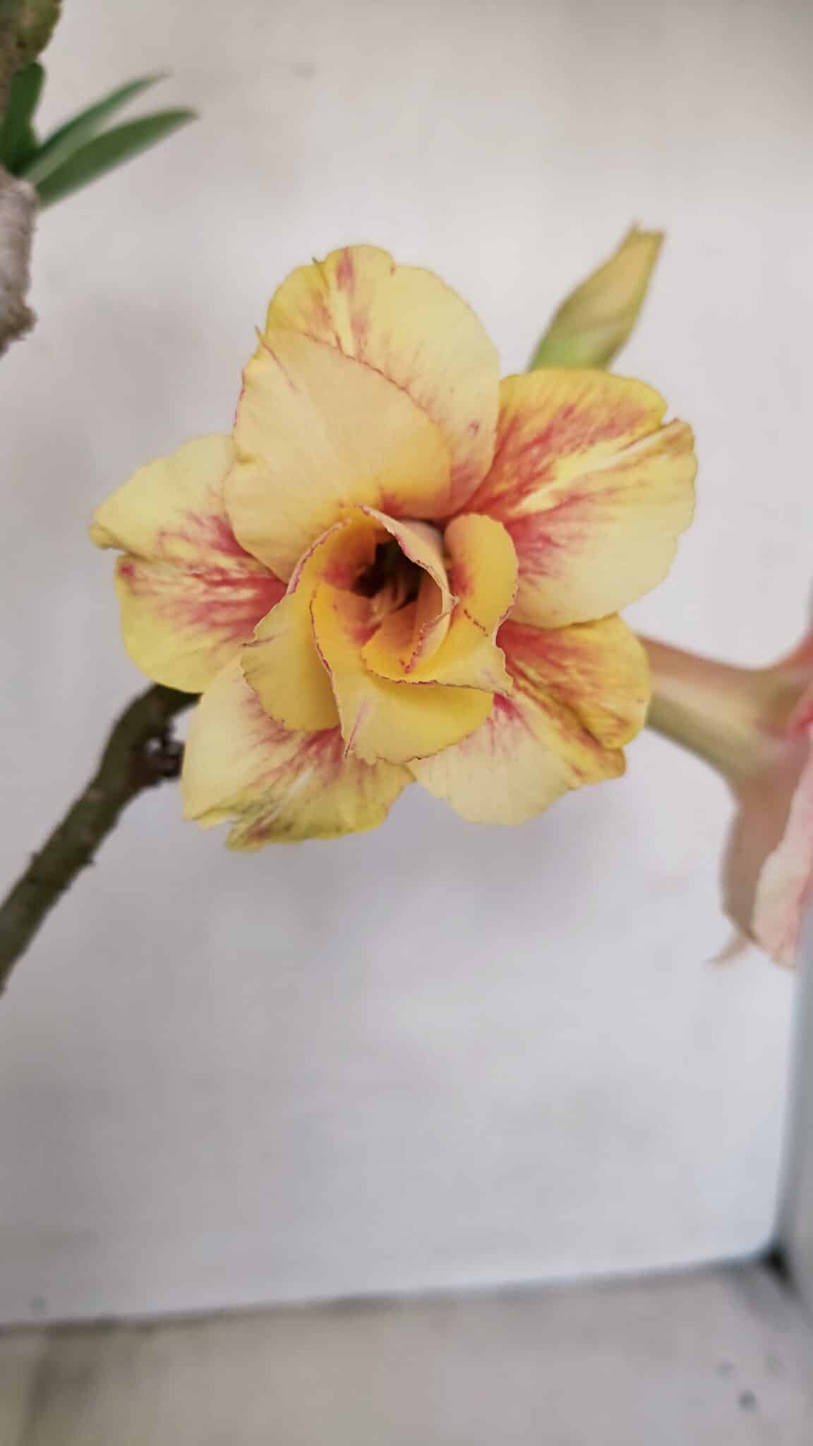 Planta Dobrada 3348 – 35cm – 3 anos - foto 3