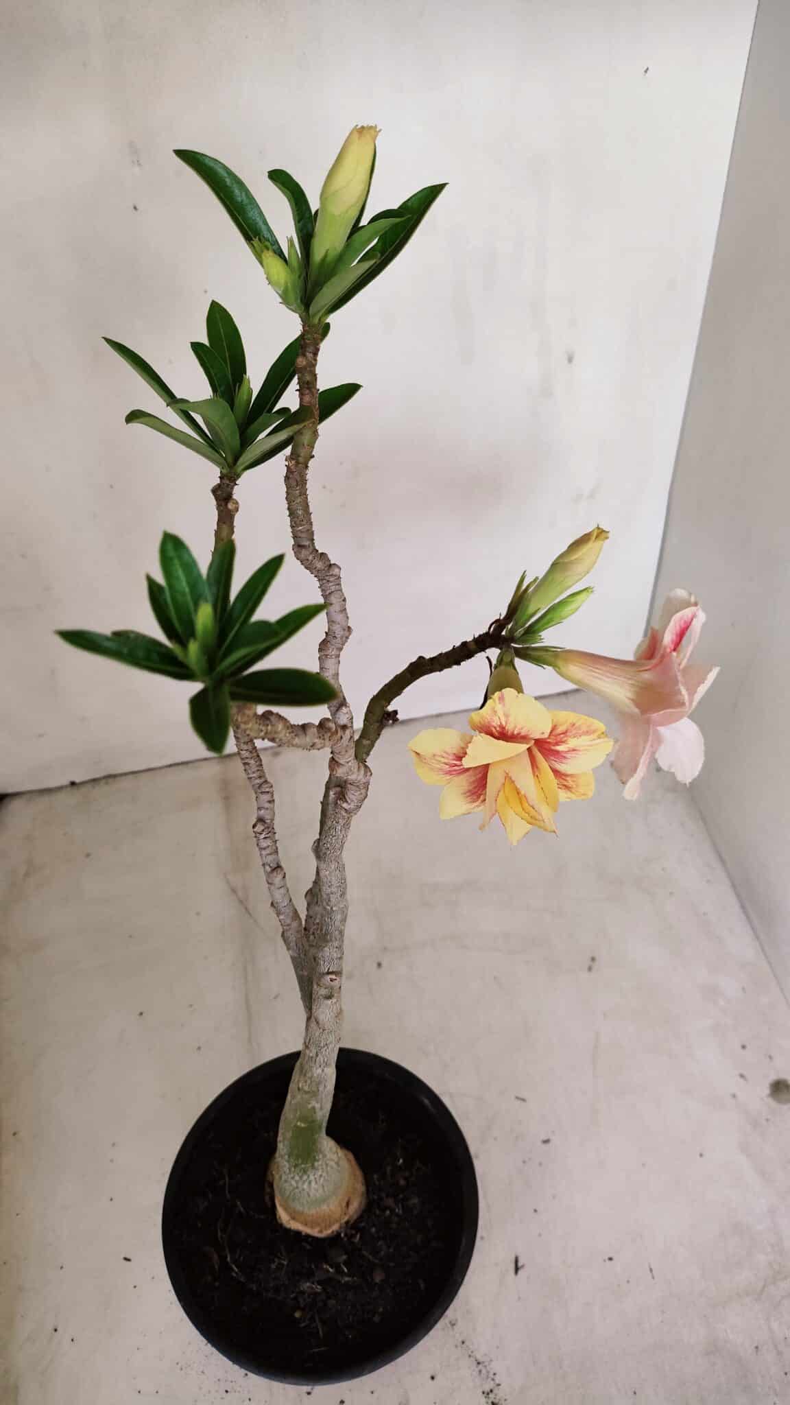 Planta Dobrada 3348 – 35cm – 3 anos - foto 4