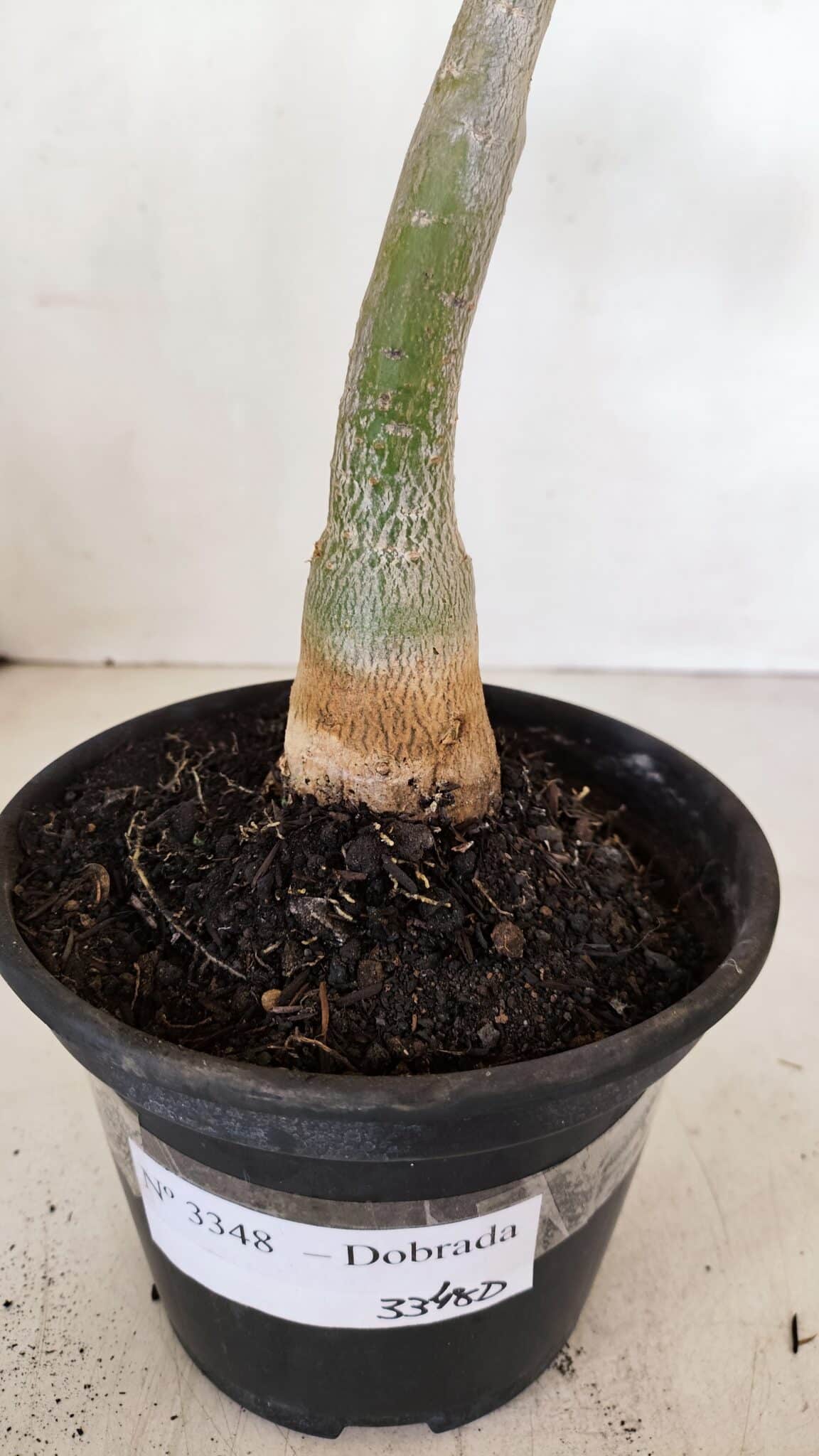 Planta Dobrada 3348 – 35cm – 3 anos - foto 7