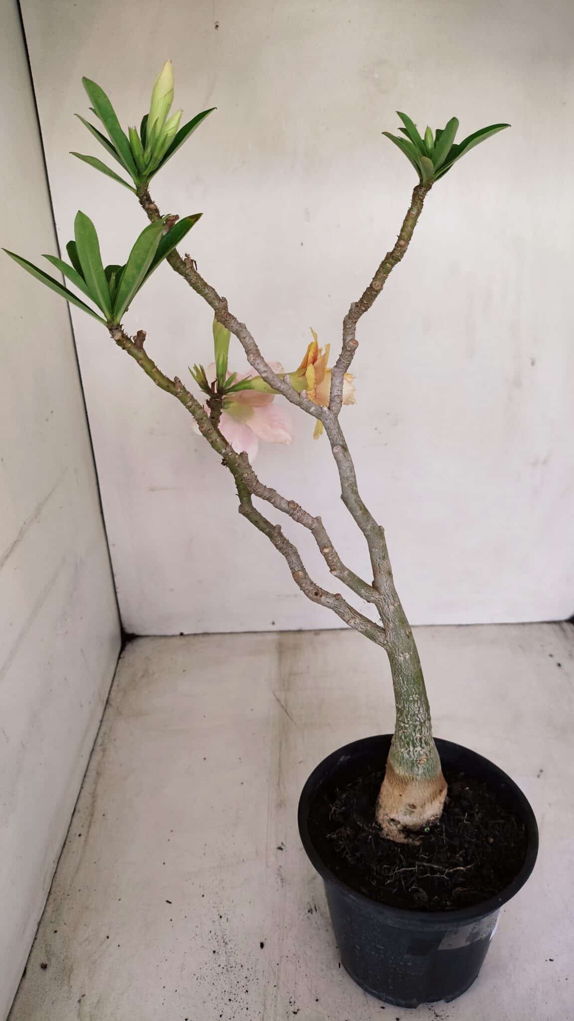 Planta Dobrada 3348 – 35cm – 3 anos - foto 6
