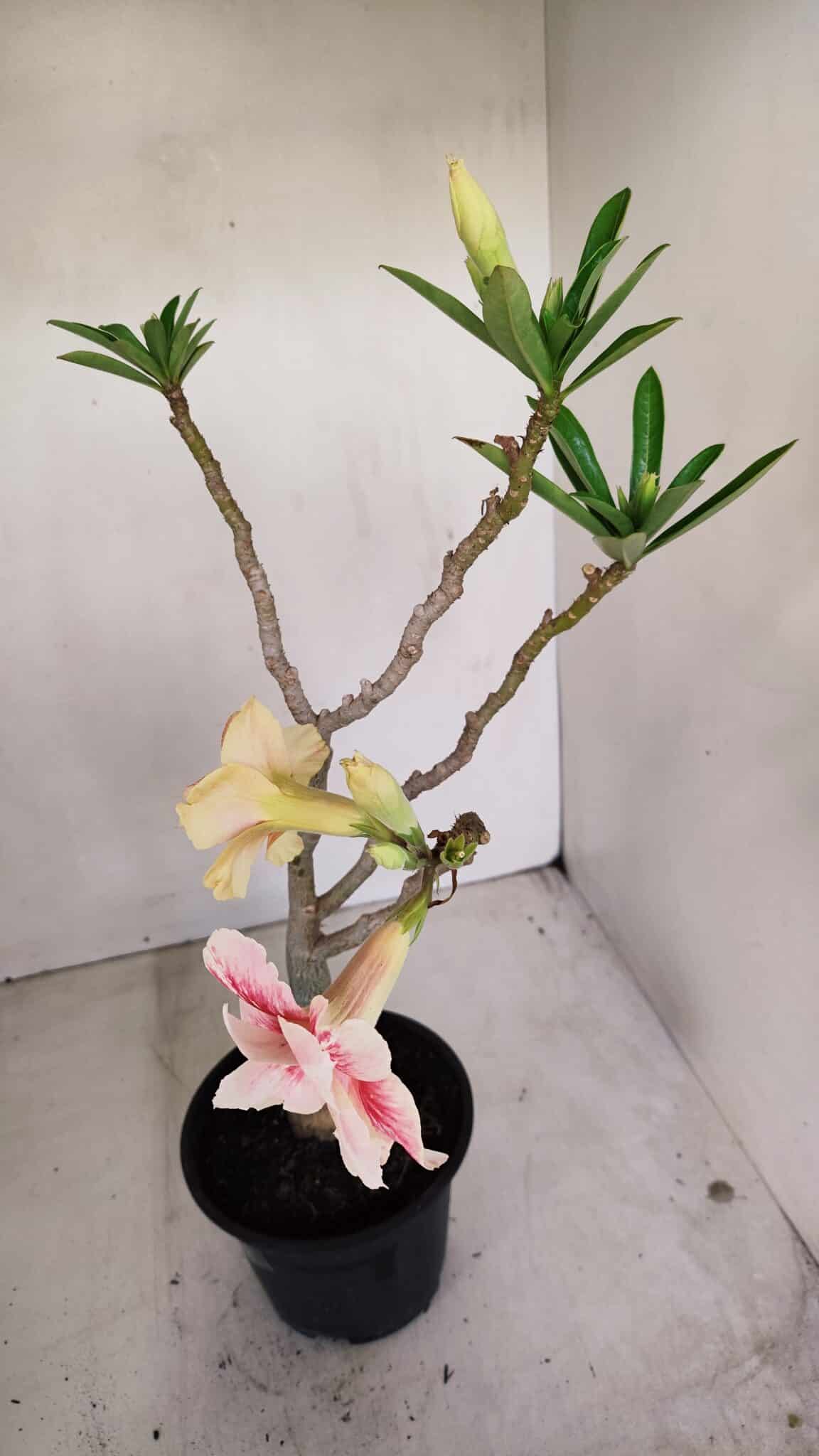 Planta Dobrada 3348 – 35cm – 3 anos - foto 5