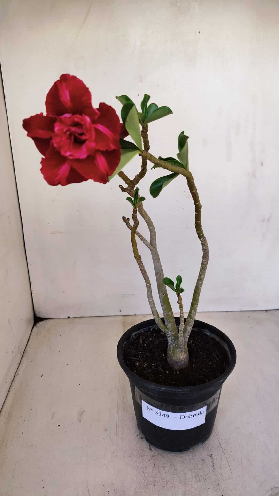 Planta Dobrada 3349 – 30cm – 2 anos