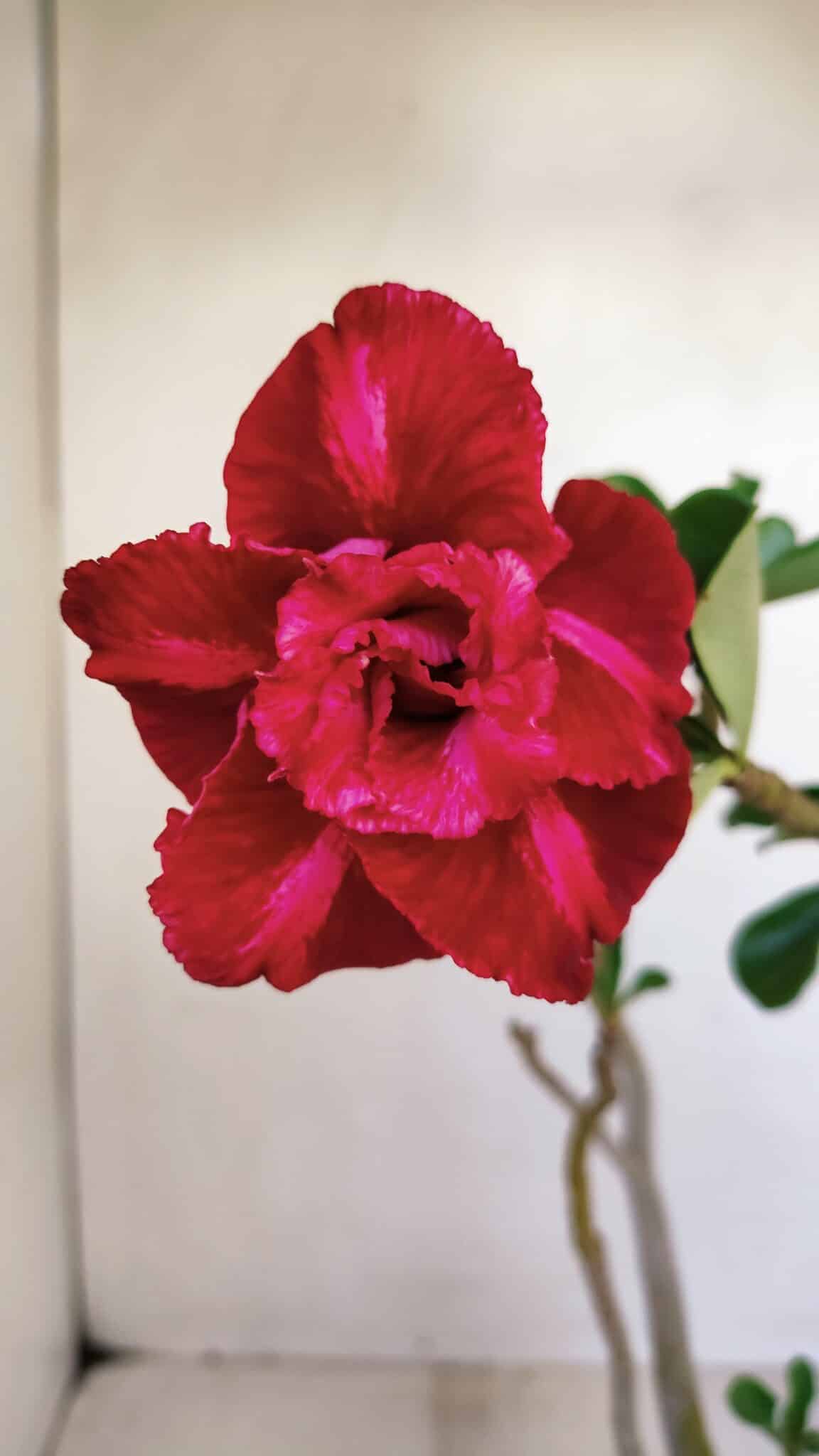 Planta Dobrada 3349 – 30cm – 2 anos