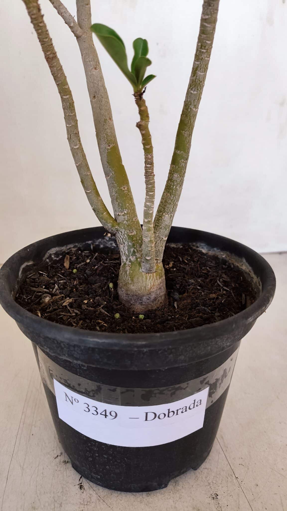 Planta Dobrada 3349 – 30cm – 2 anos