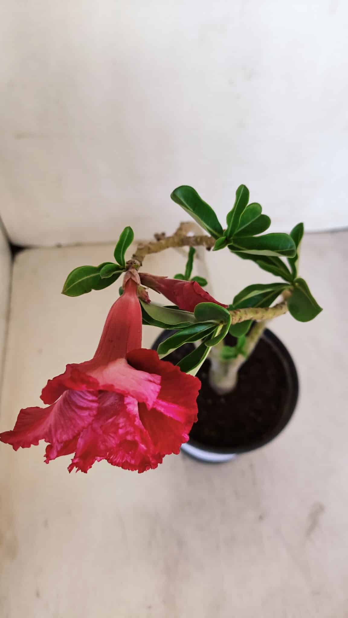 Planta Dobrada 3349 – 30cm – 2 anos
