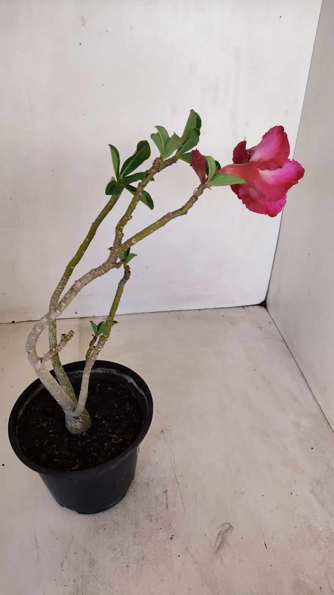 Planta Dobrada 3349 – 30cm – 2 anos