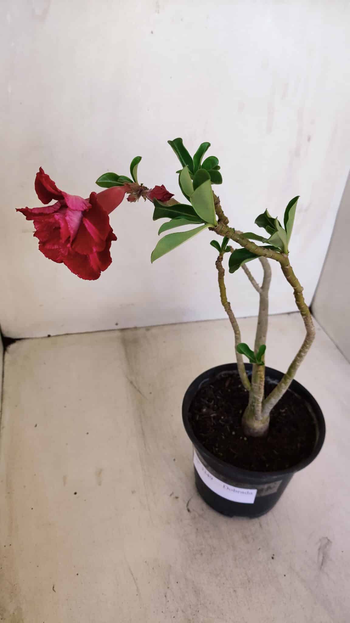 Planta Dobrada 3349 – 30cm – 2 anos