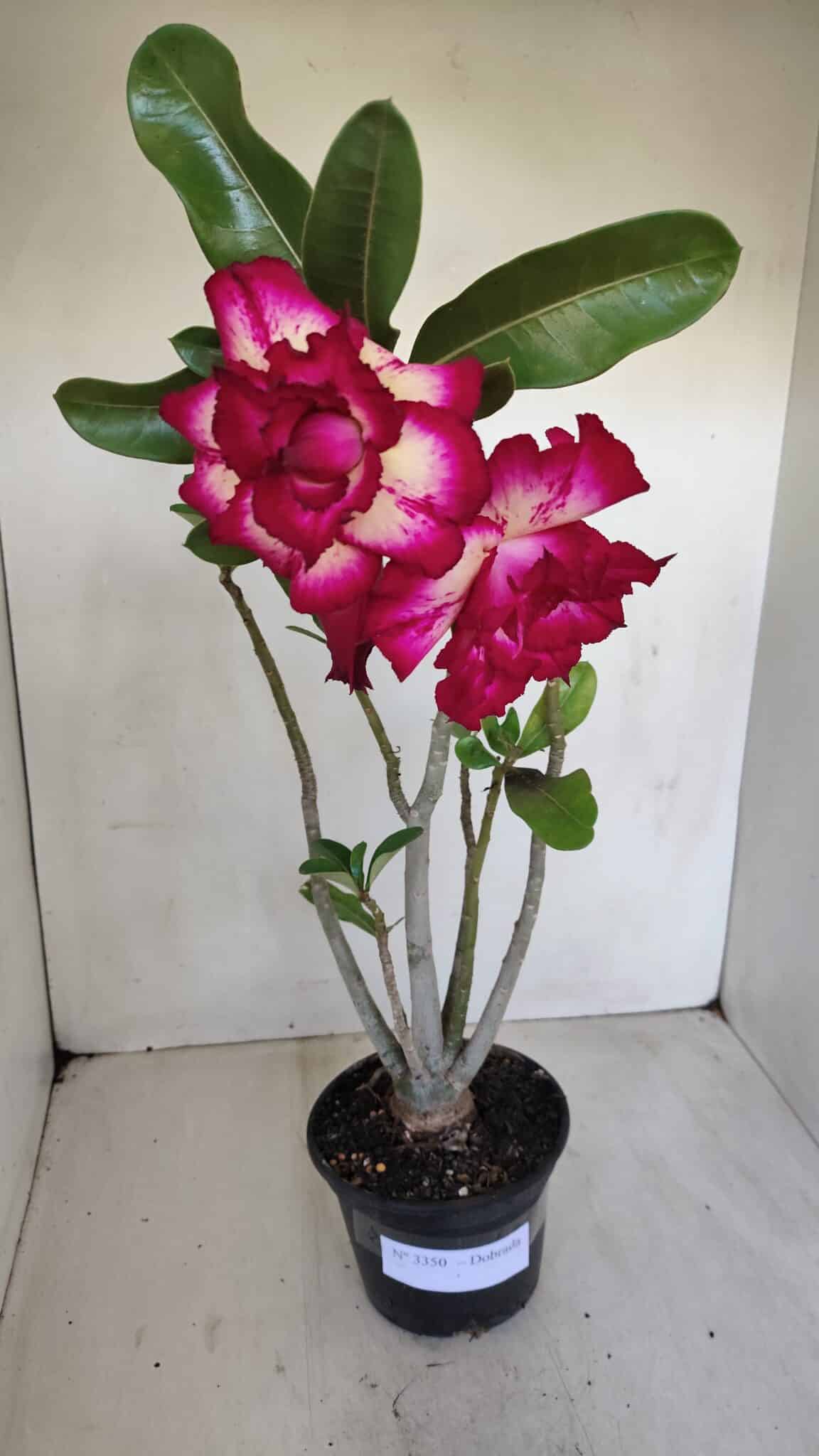 Planta Dobrada 3350 – 40cm – 3 anos