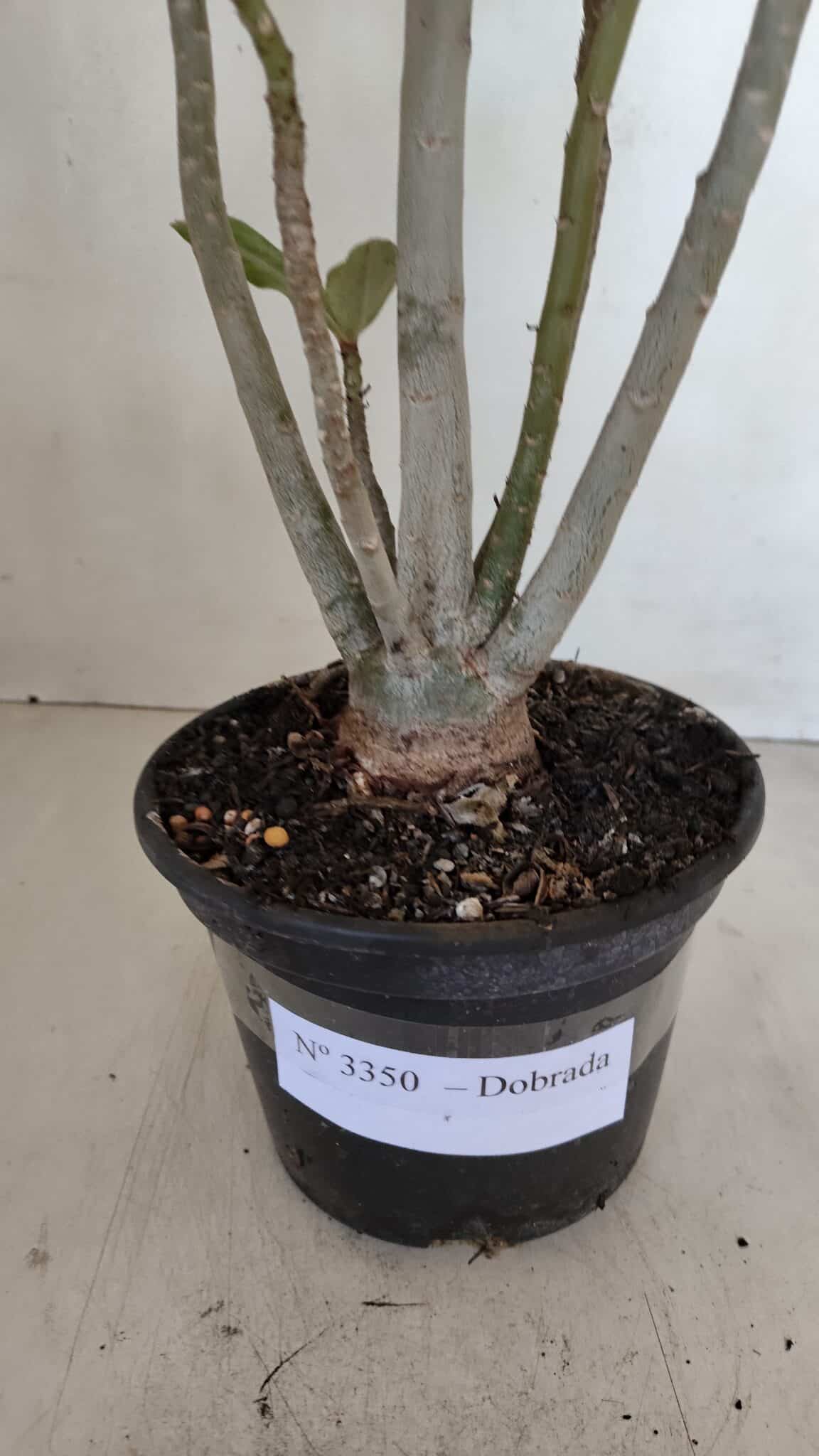Planta Dobrada 3350 – 40cm – 3 anos