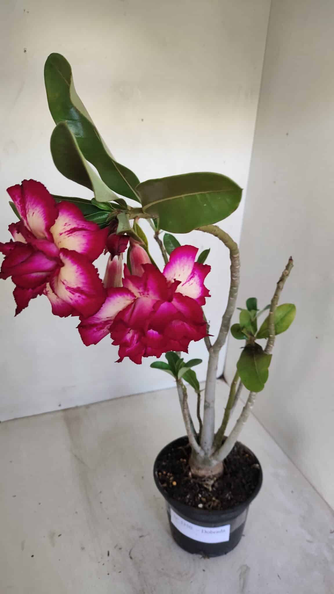 Planta Dobrada 3350 – 40cm – 3 anos