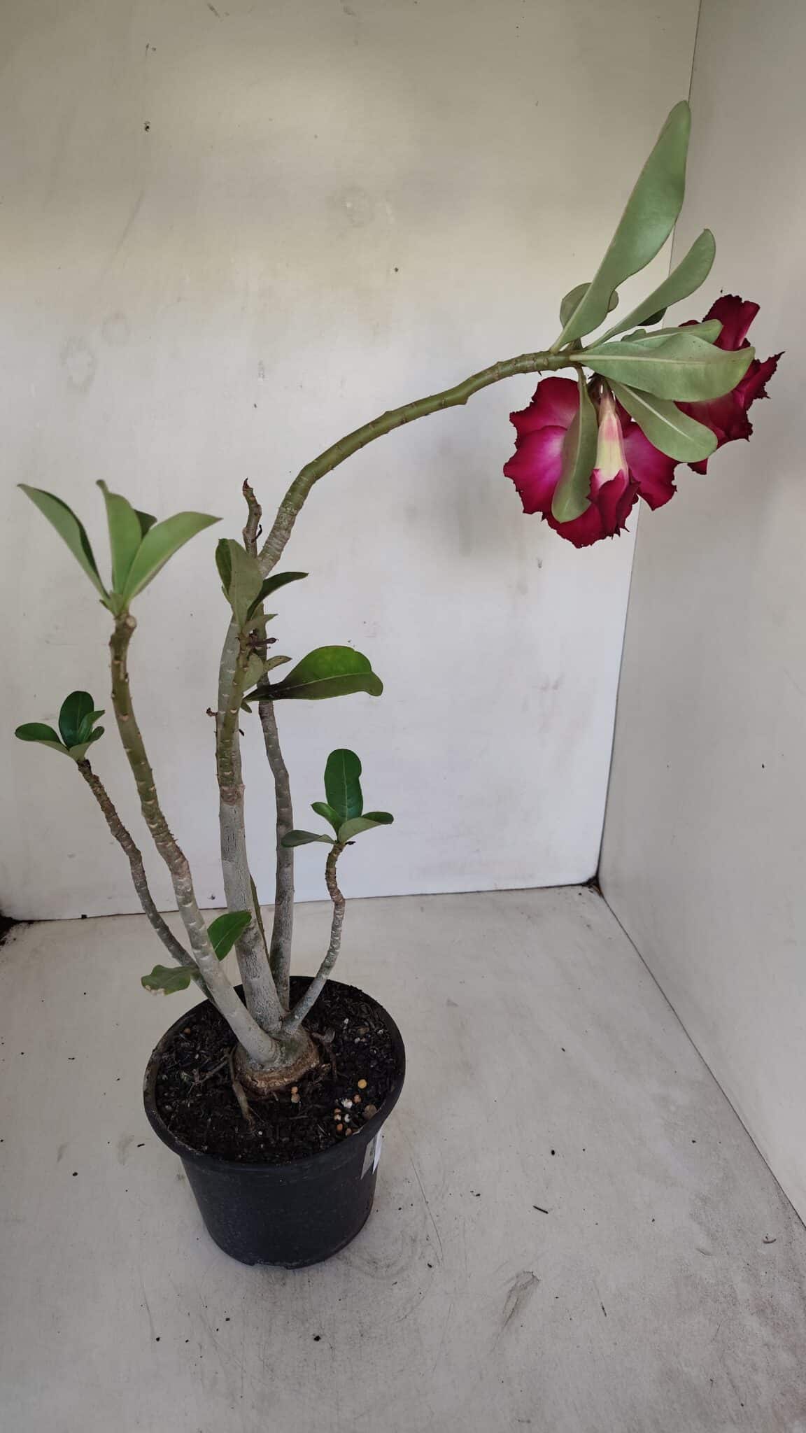 Planta Dobrada 3350 – 40cm – 3 anos