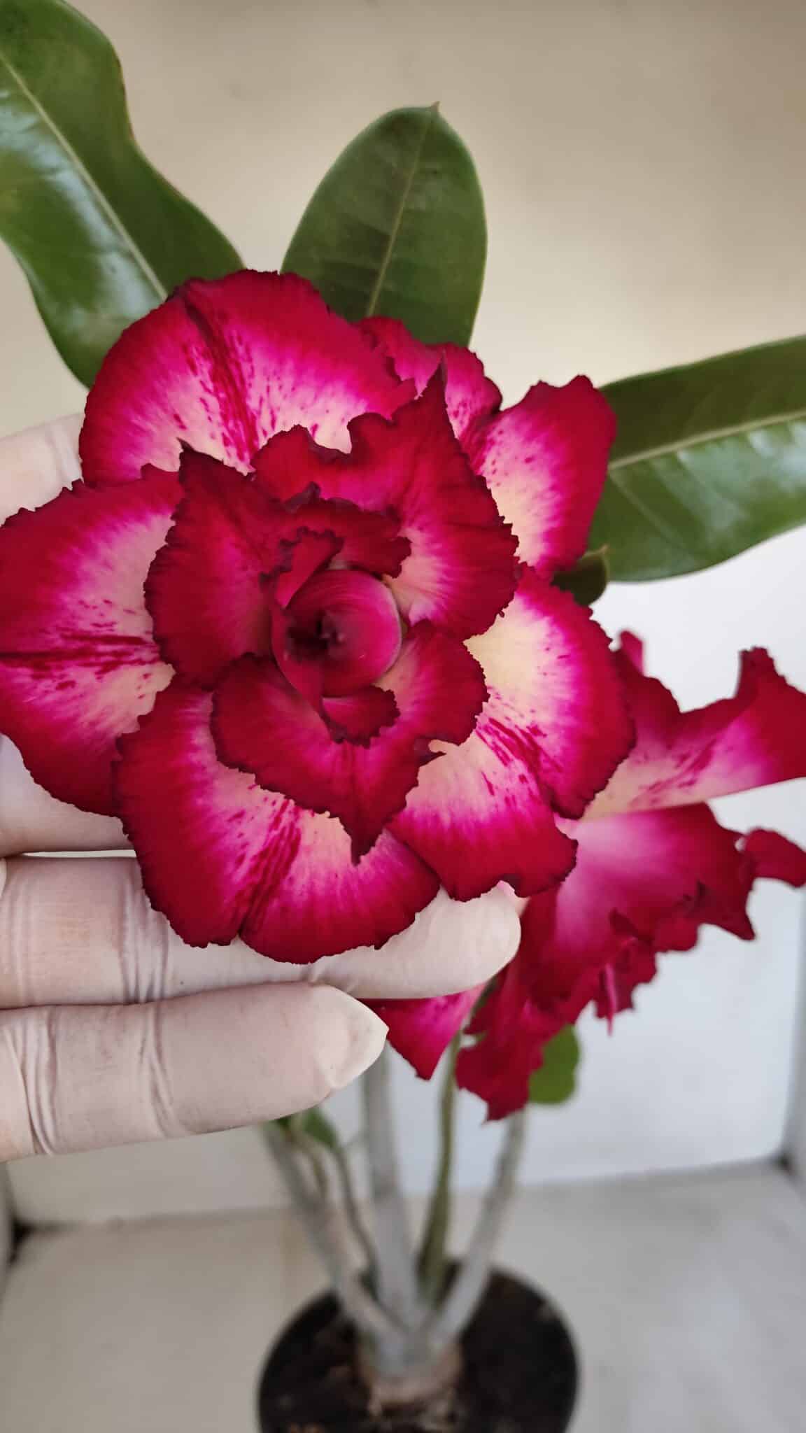 Planta Dobrada 3350 – 40cm – 3 anos