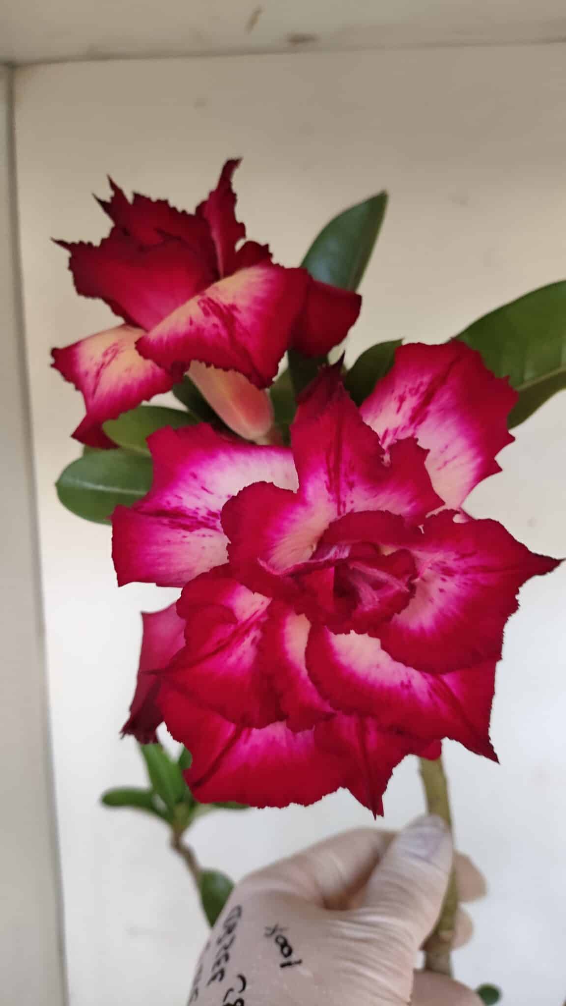 Planta Dobrada 3350 – 40cm – 3 anos