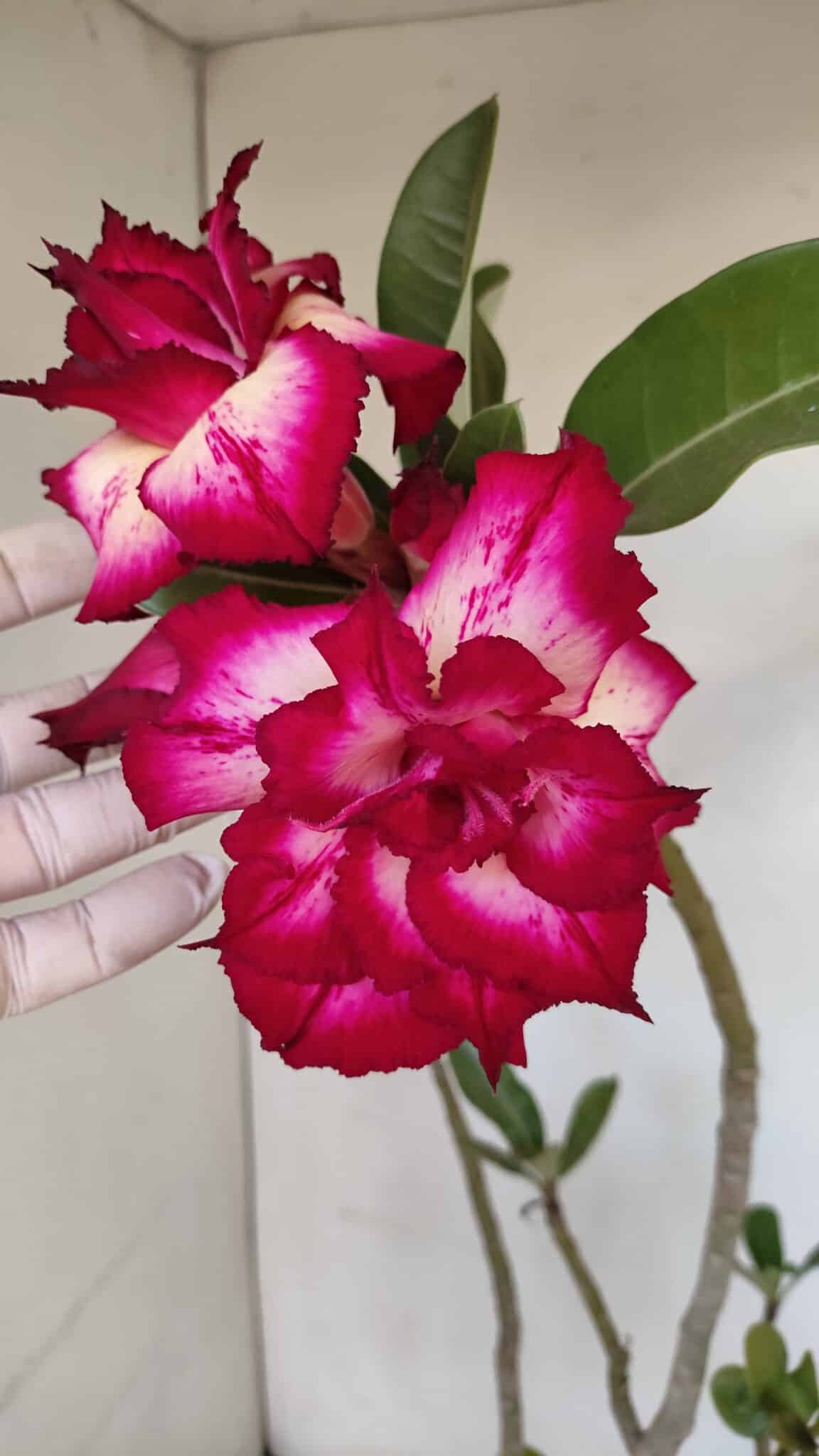 Planta Dobrada 3350 – 40cm – 3 anos