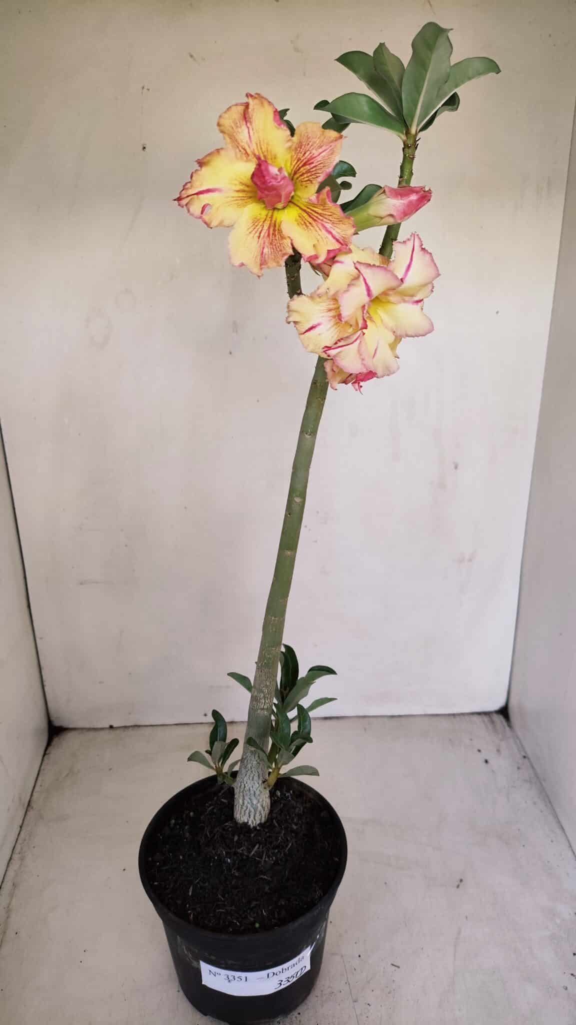 Planta Dobrada 3351 – 35cm – 3 anos - foto 2
