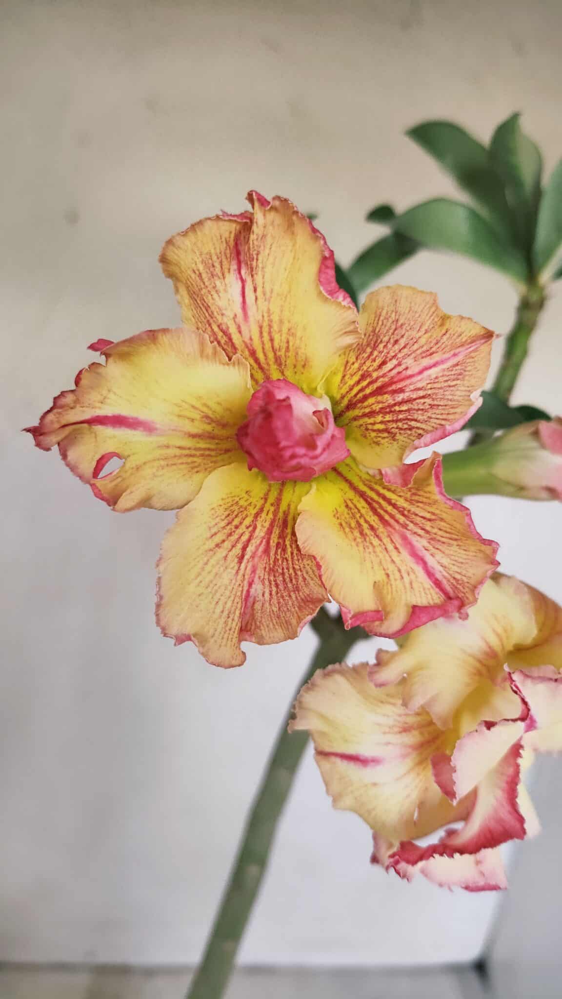 Planta Dobrada 3351 – 35cm – 3 anos - foto 3