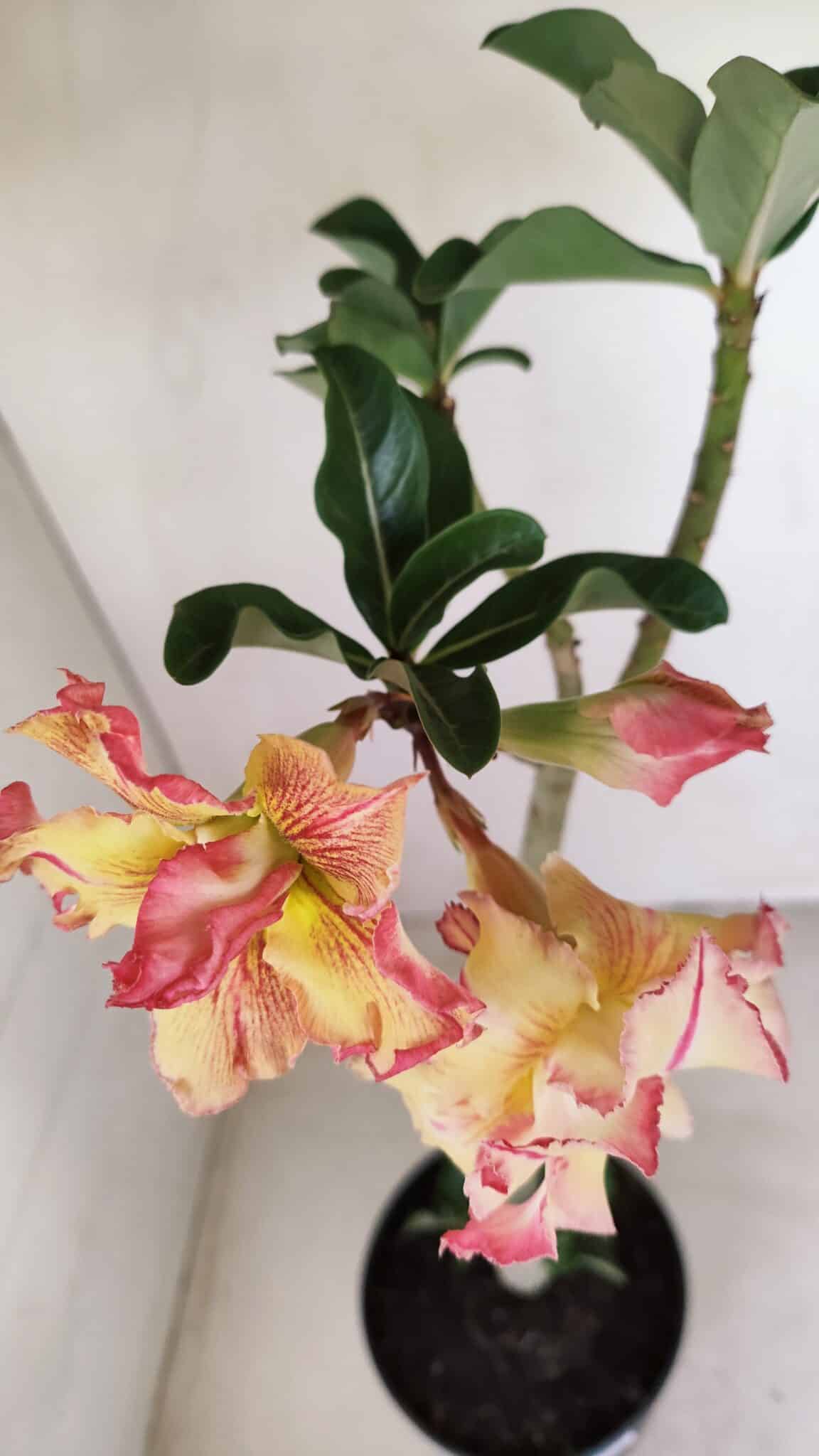 Planta Dobrada 3351 – 35cm – 3 anos - foto 4