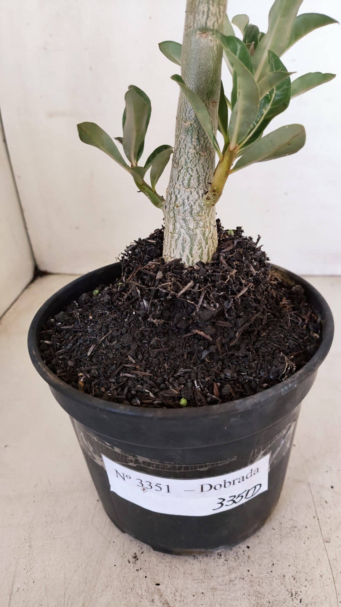 Planta Dobrada 3351 – 35cm – 3 anos - foto 7