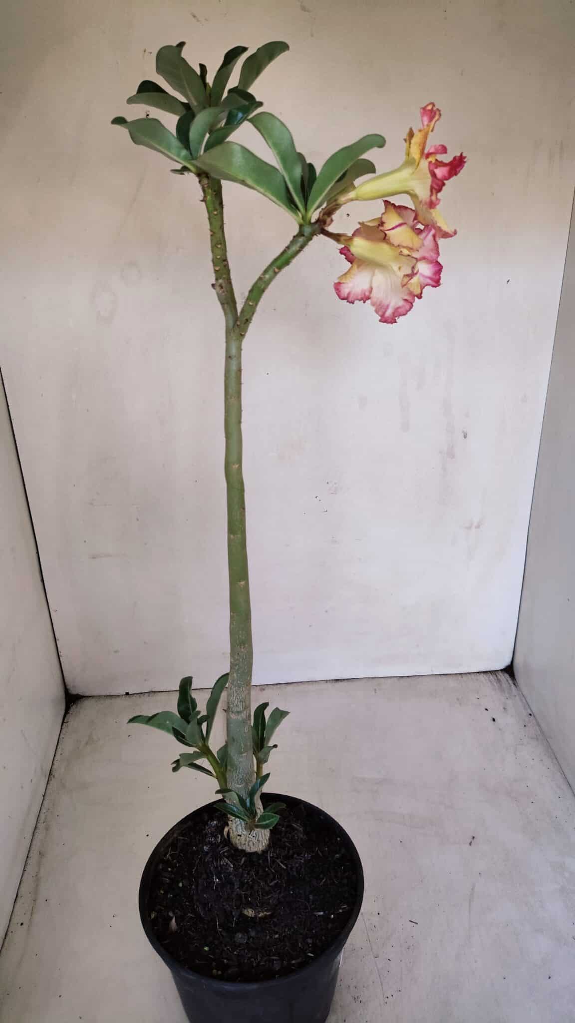 Planta Dobrada 3351 – 35cm – 3 anos - foto 6